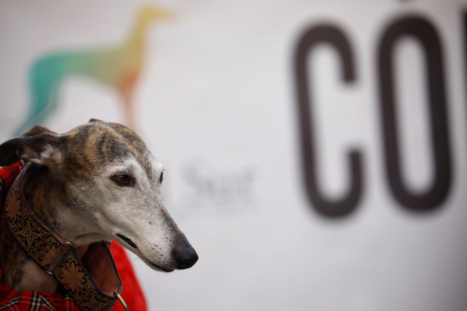 La protesta contra la caza en Córdoba, en imágenes