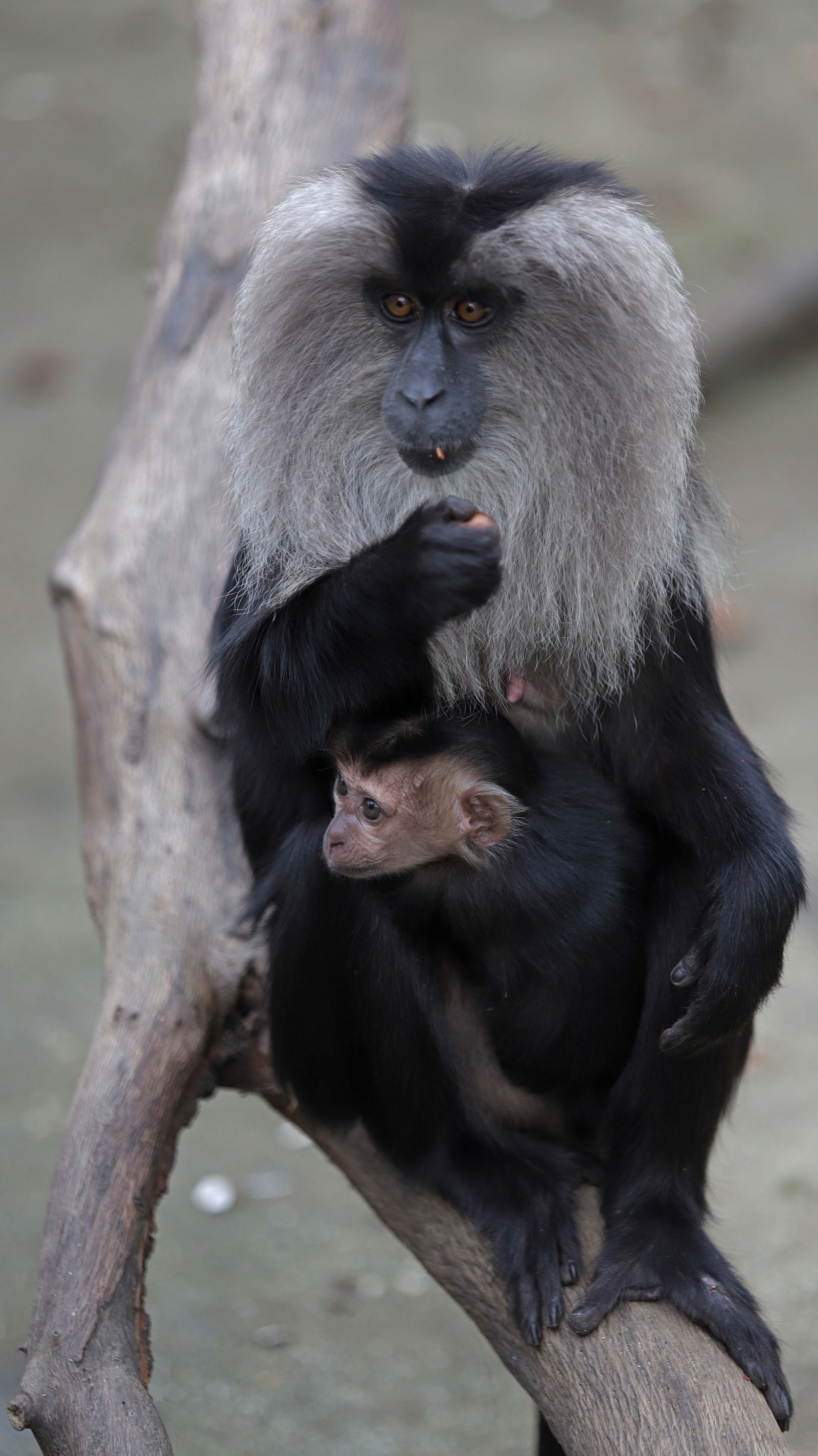 Fotos de los macacos de cola de león del zoo de Castellar