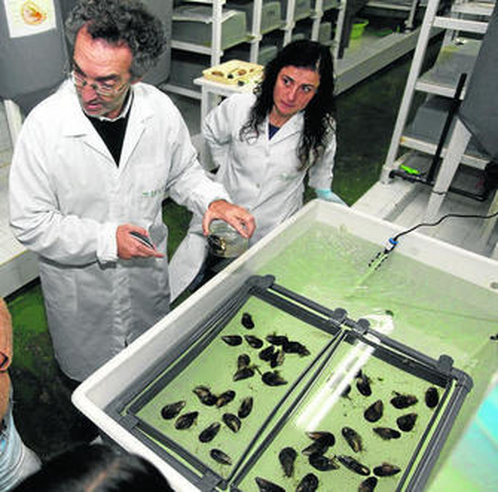 Lucha contra el cangrejo invasor en el Golfo de Cádiz