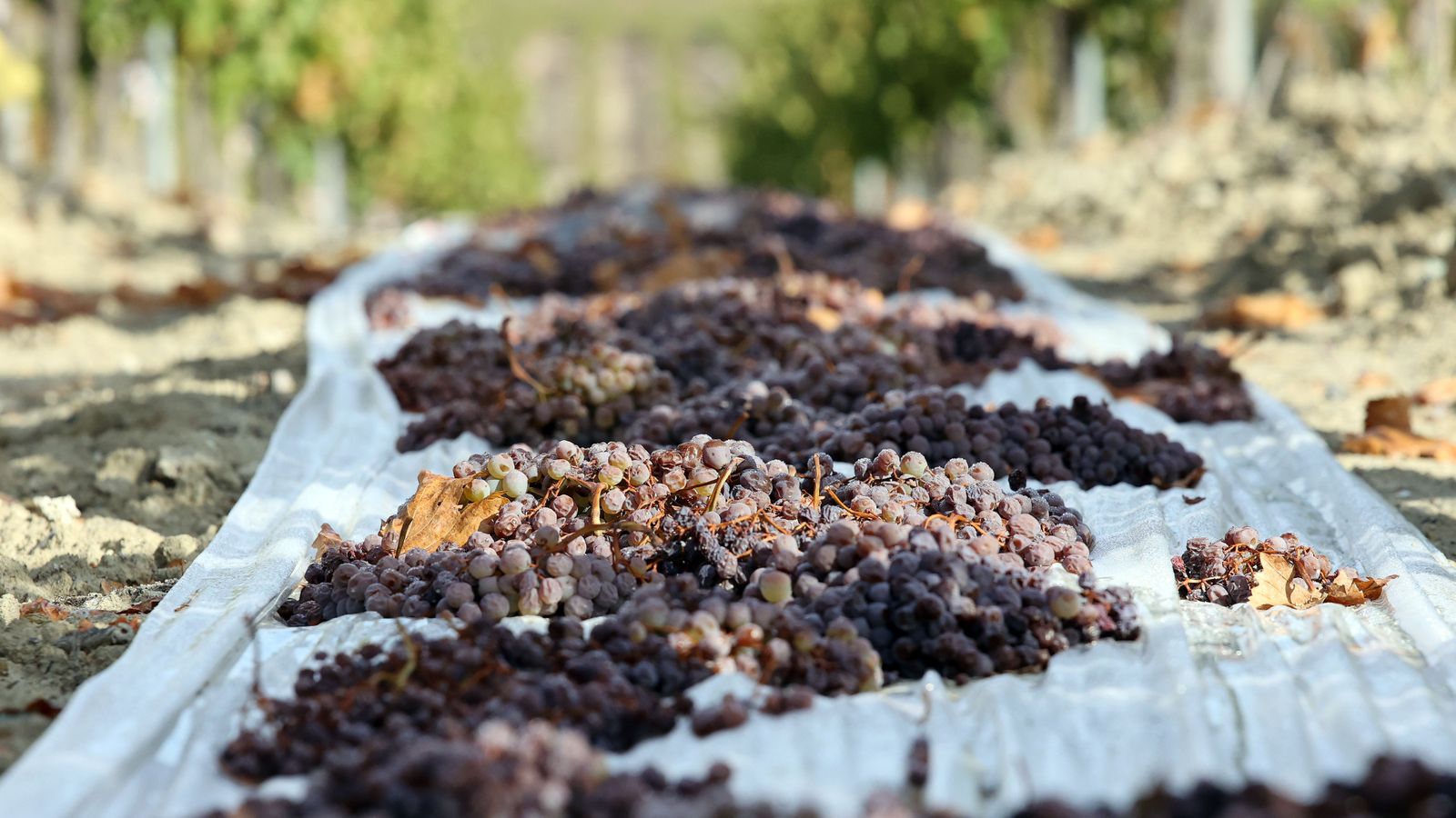 Vinos ecológicos con uva Pedro Ximénez