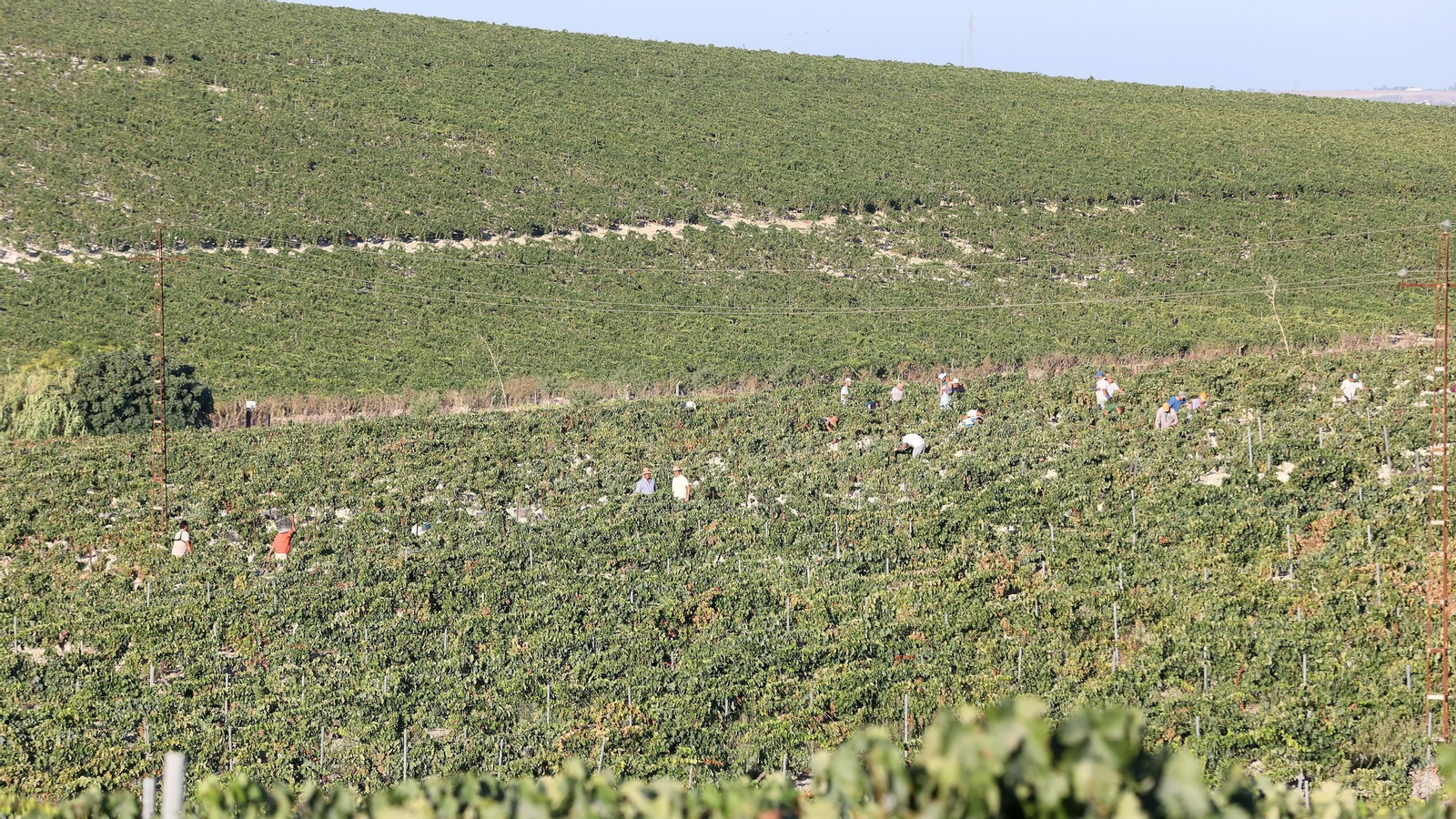 Vendimia a mano en la Viña El Caribe en Jerez