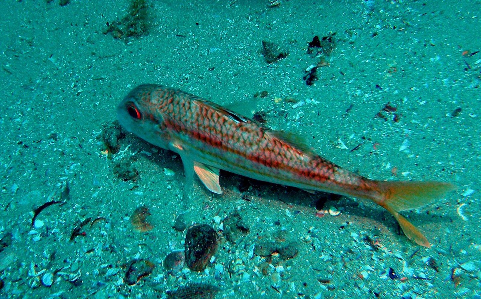 Un ejemplar de salmonete fotografiado por el autor de la guía en uno de sus muestreos.