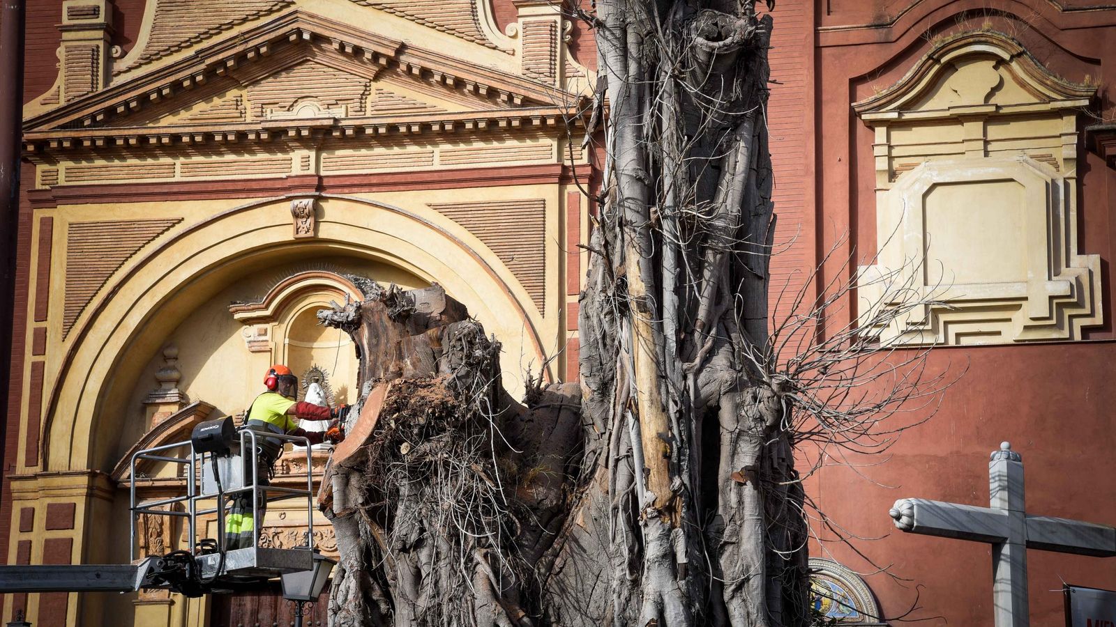 La tala definitiva del ficus se efectuó en el verano de 2025.
