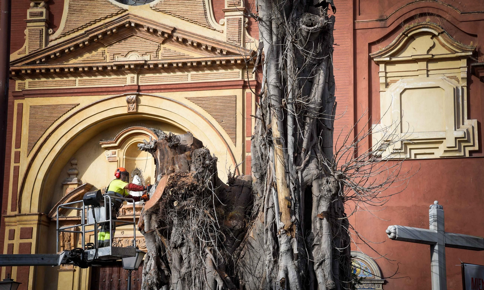 Imágenes de la tala definitiva del ficus de San Jacinto