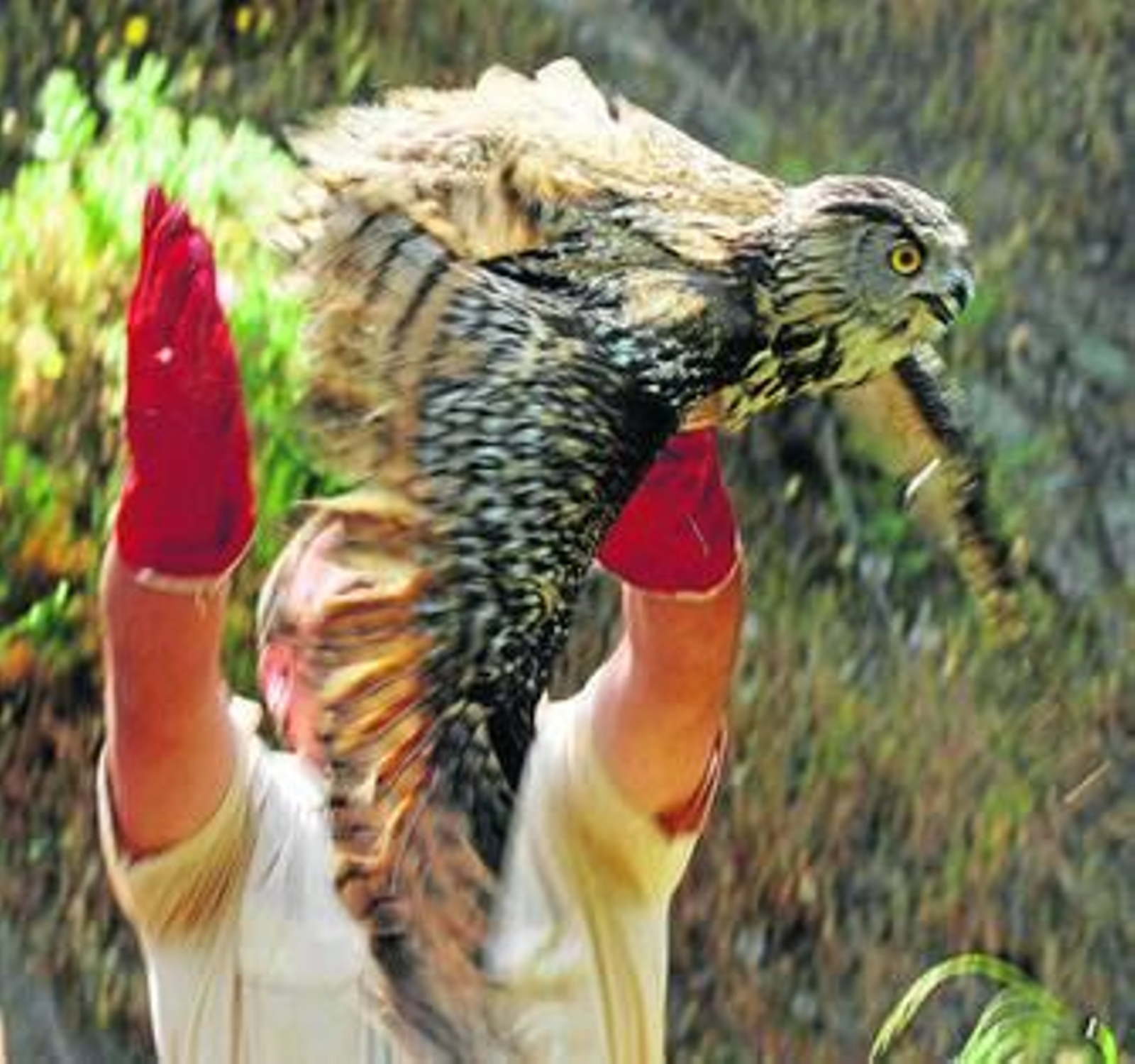 Suelta de un ave recuperada por el Crea de Tolox hace unos años.