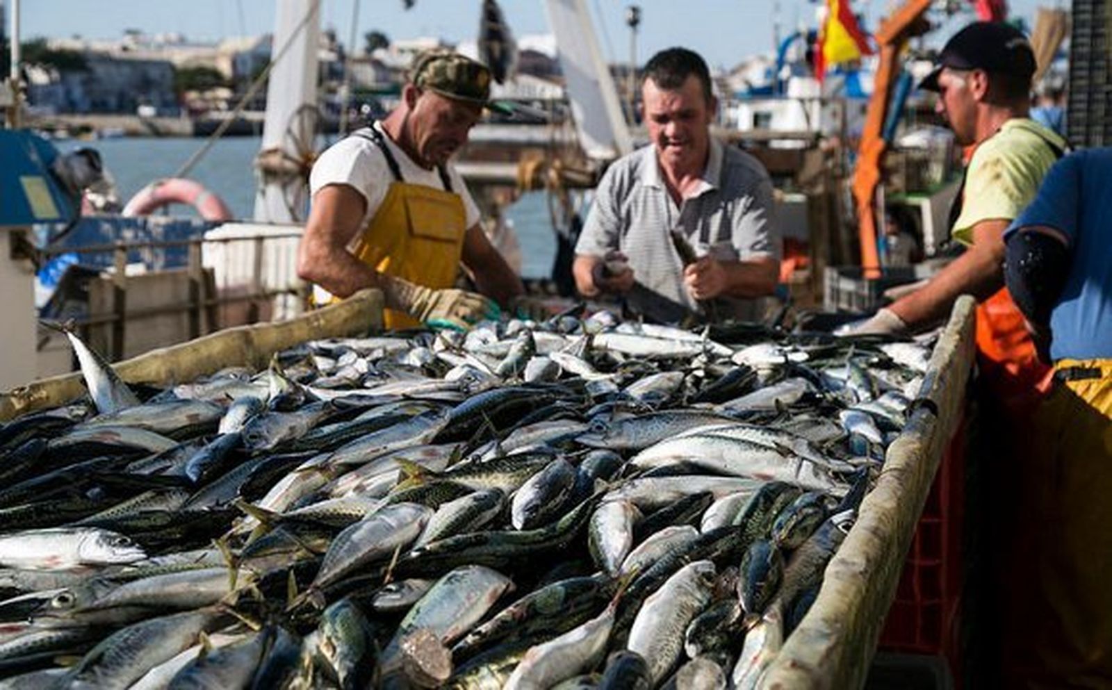 La lonja de El Puerto recibe más de 656.000 kilos de caballa en tres semanas