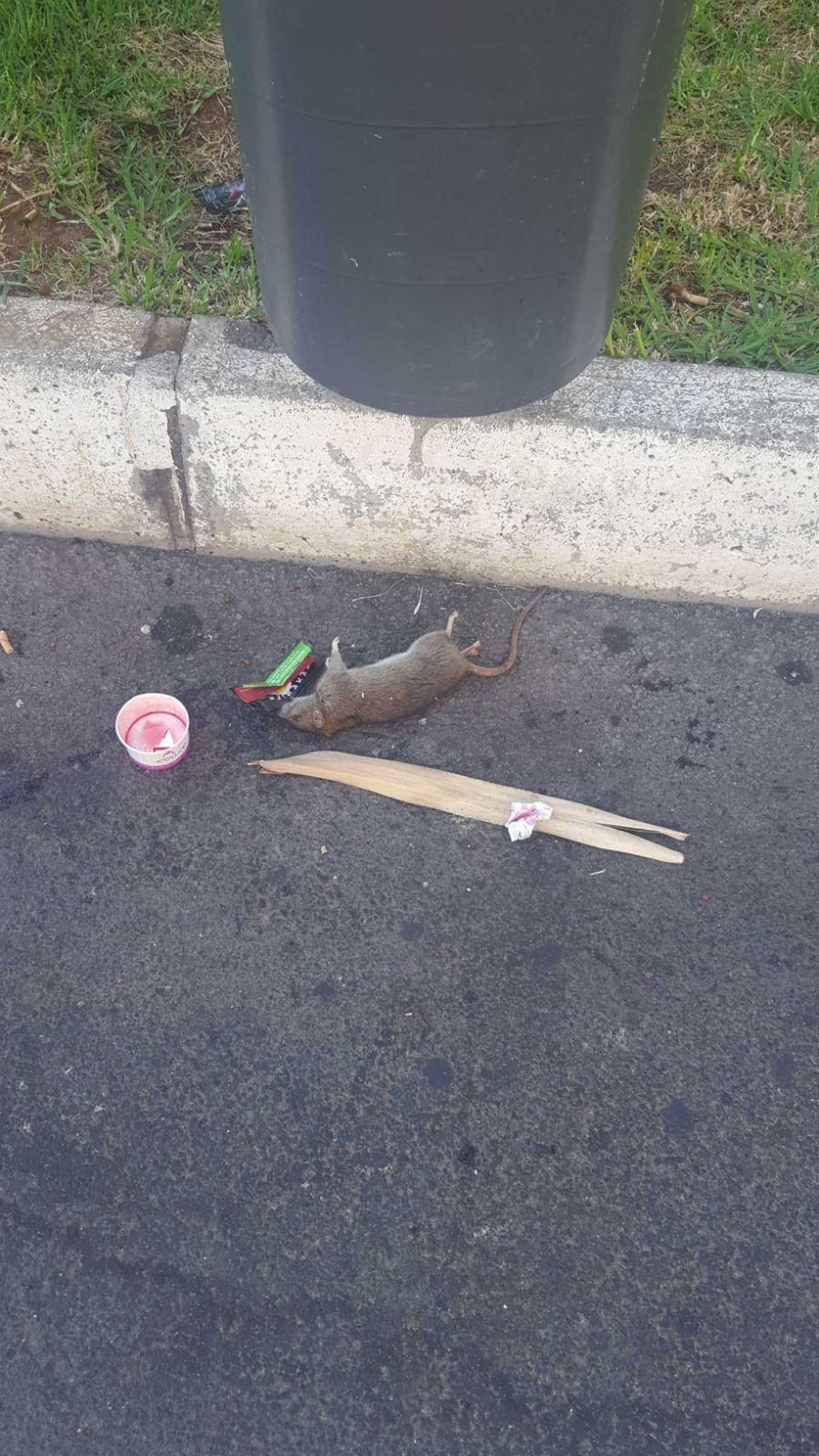 Imagen captada por los vecinos en San Benito en la que se aprecia a una rata muerta junto a restos de basura