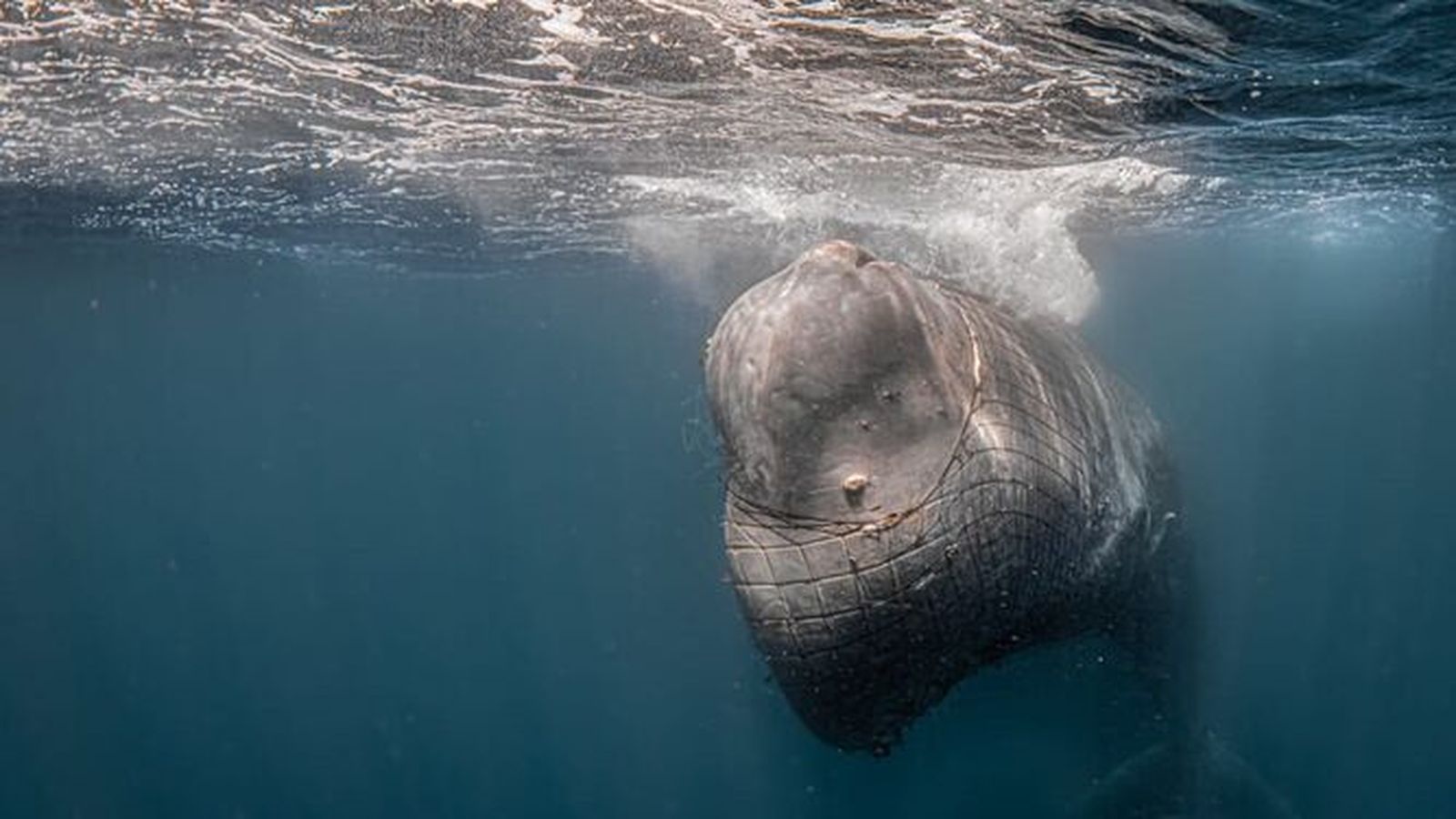 El cachalote atrapado por la red en aguas del Estrecho. /