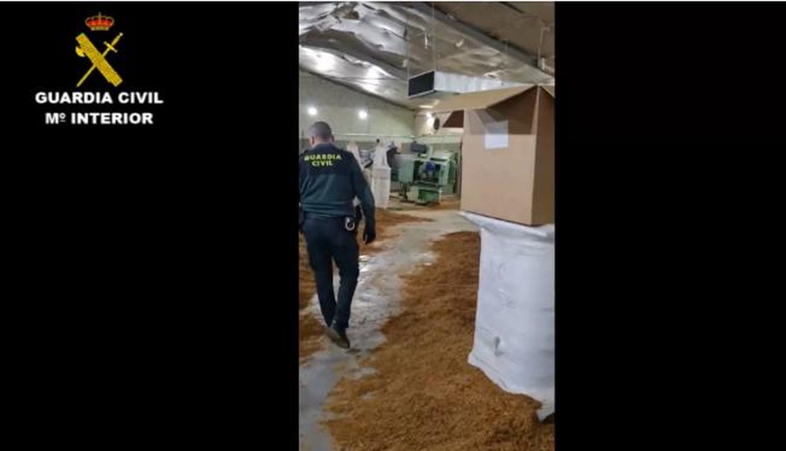La Guardia Civil en la nave donde se fabricaba el tabaco de manera ilegal.