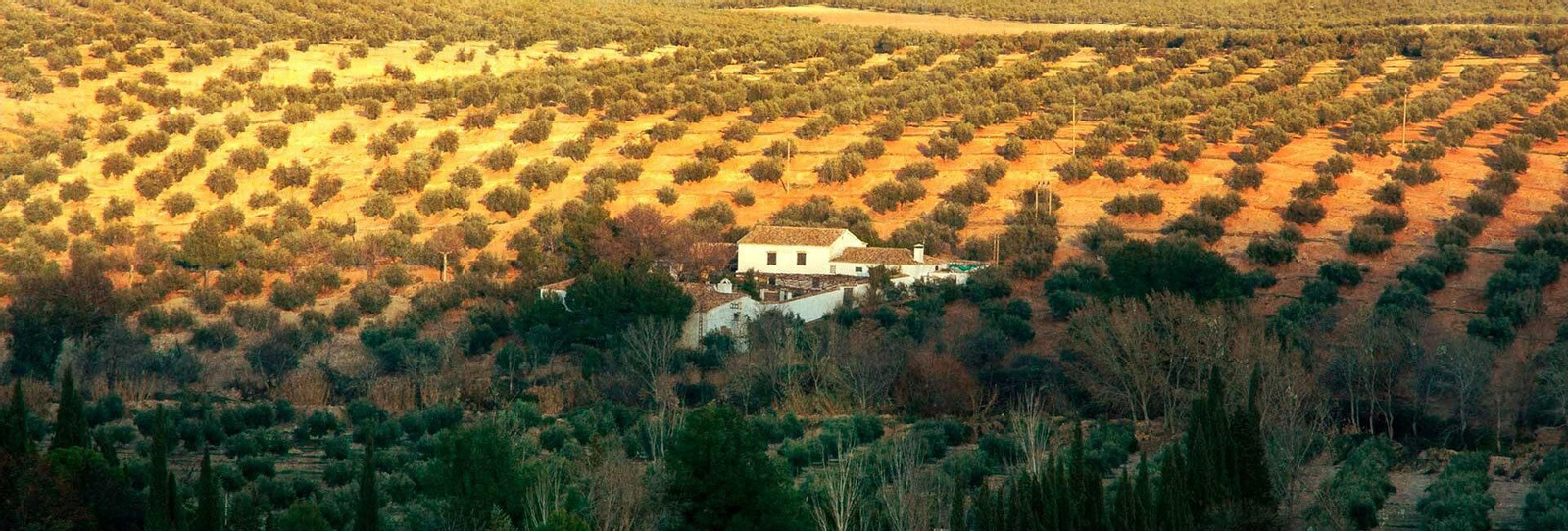Entre un mar de olivos se erige esta singular edificación dedicada al cultivo y recolección de la aceituna para elaborar AOVE.e los orígenes del AOVE de Jaén Entre un mar de olivos se erige esta singular edificación dedicada al cultivo y recolección de la aceituna para elaborar AOVE.e los orígenes del AOVE de Jaén