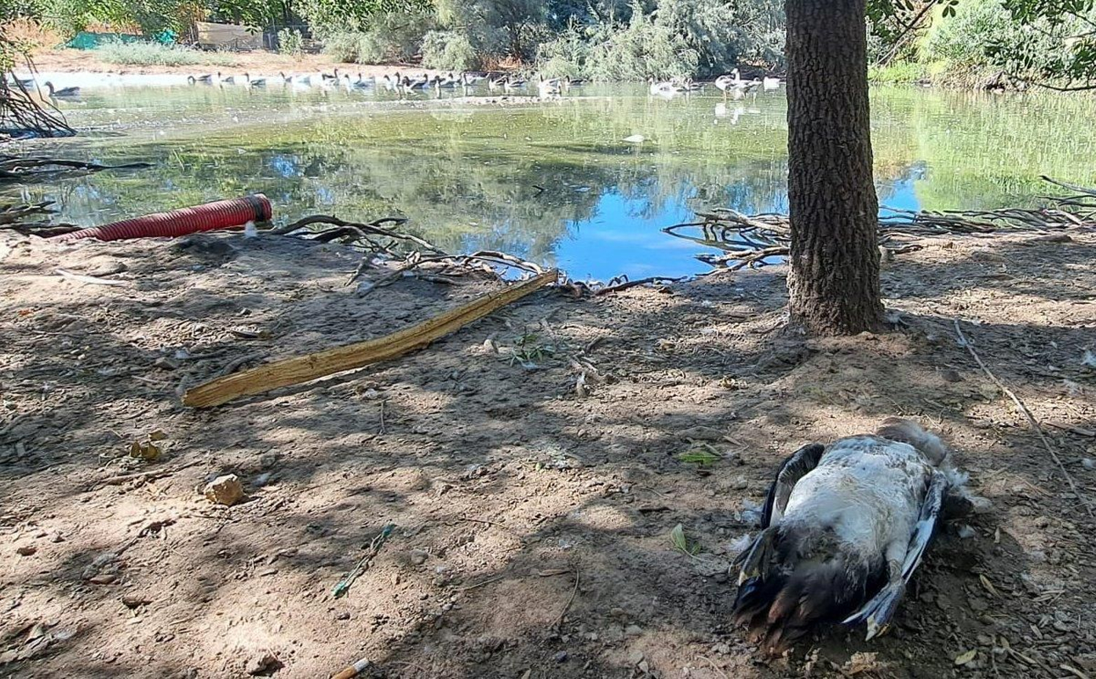 Aves muertas en Sevilla: un centenar halladas en tres parques