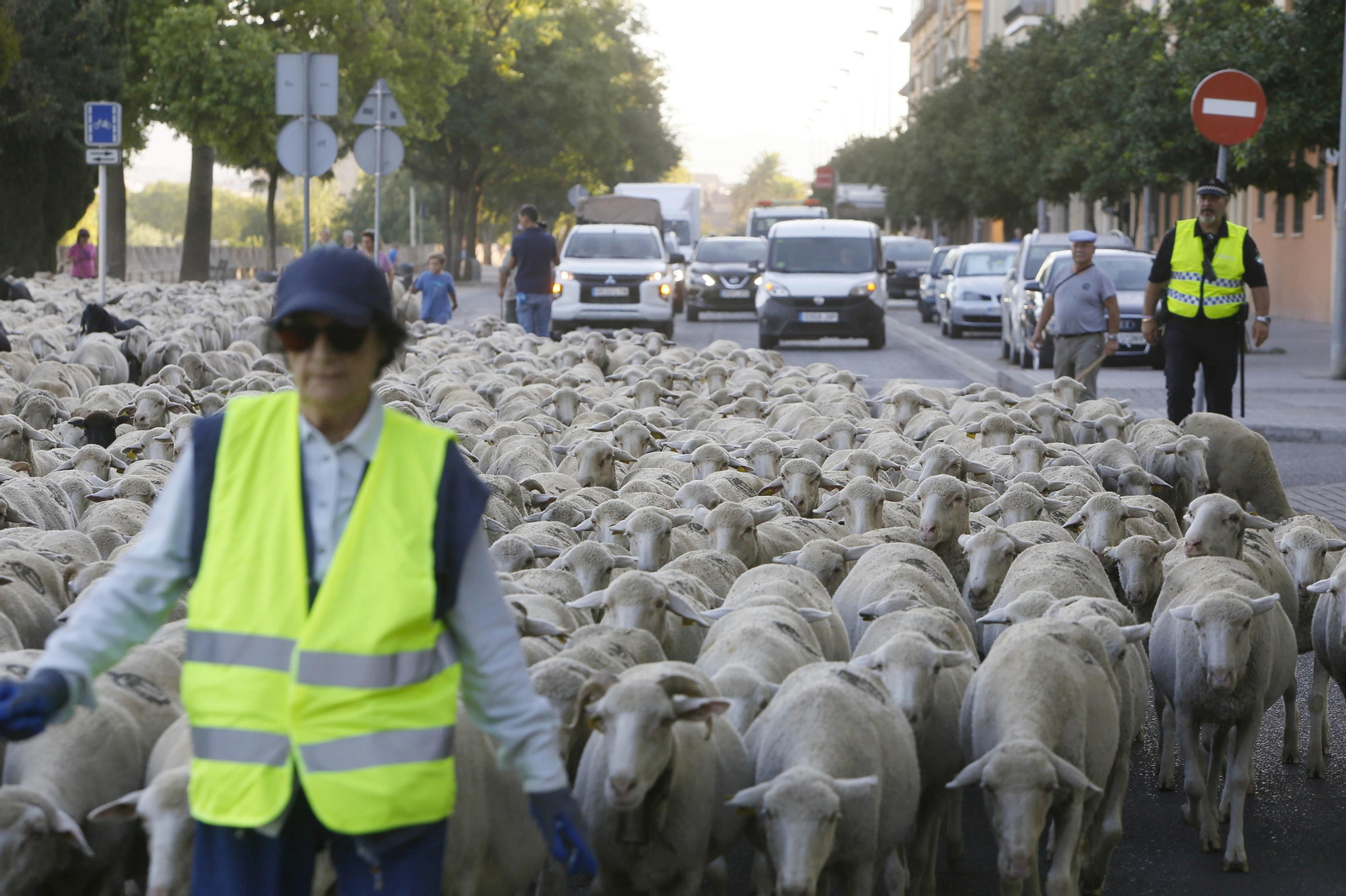 Un paseo trashumante por Córdoba, en imágenes Un paseo trashumante por Córdoba, en imágenes