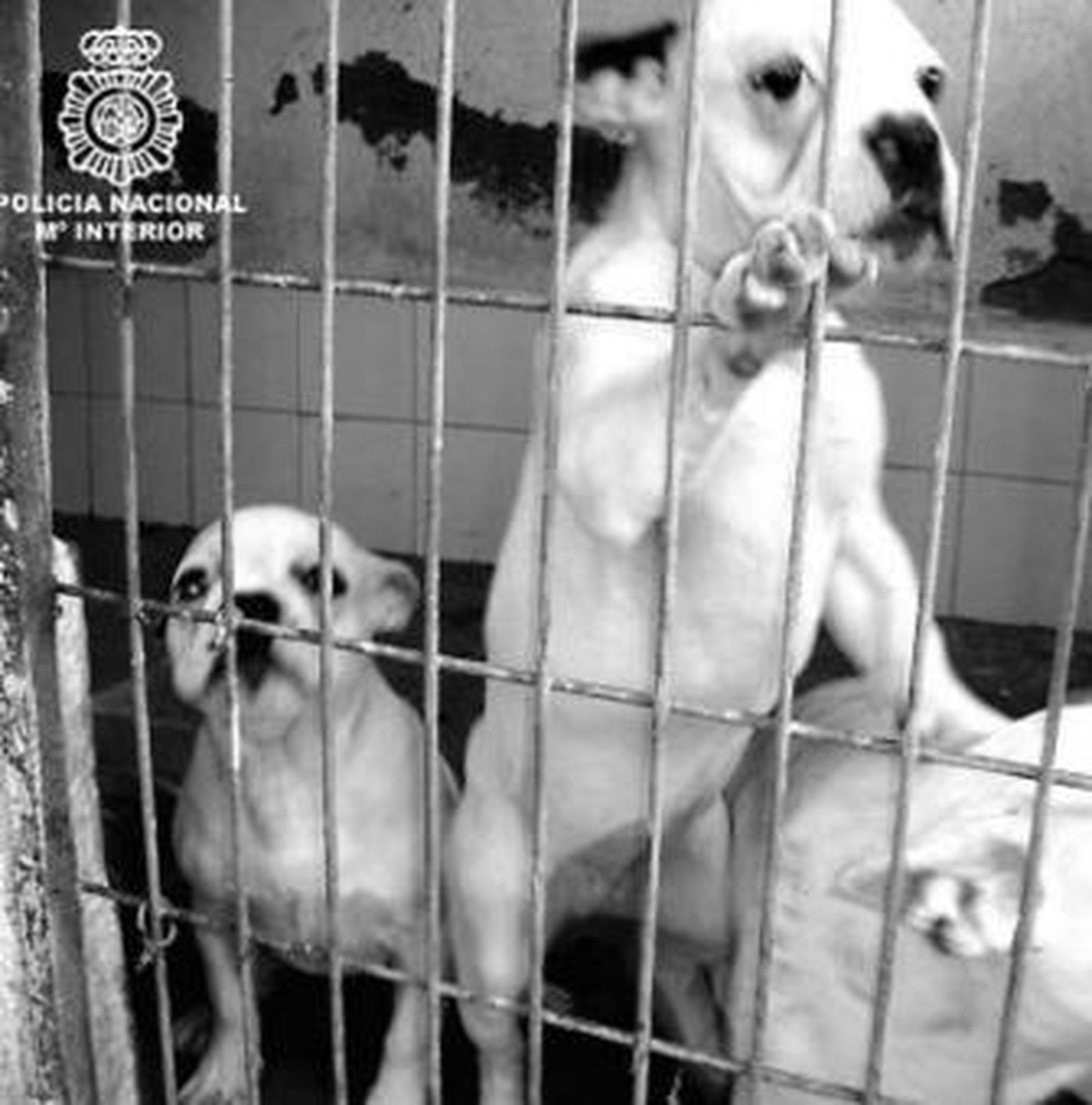 Perros de presa rescatados por la Policía Nacional.