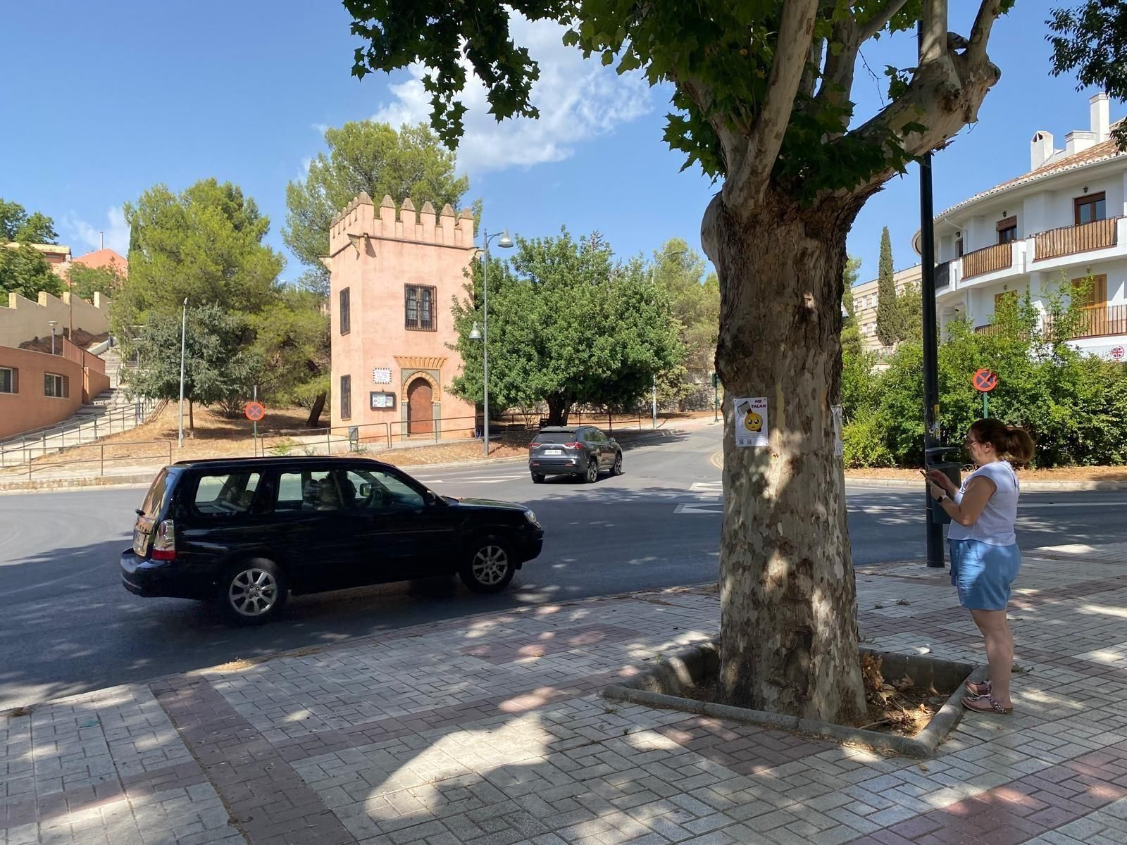 Uno de los árboles de la Avenida de Cervantes.
