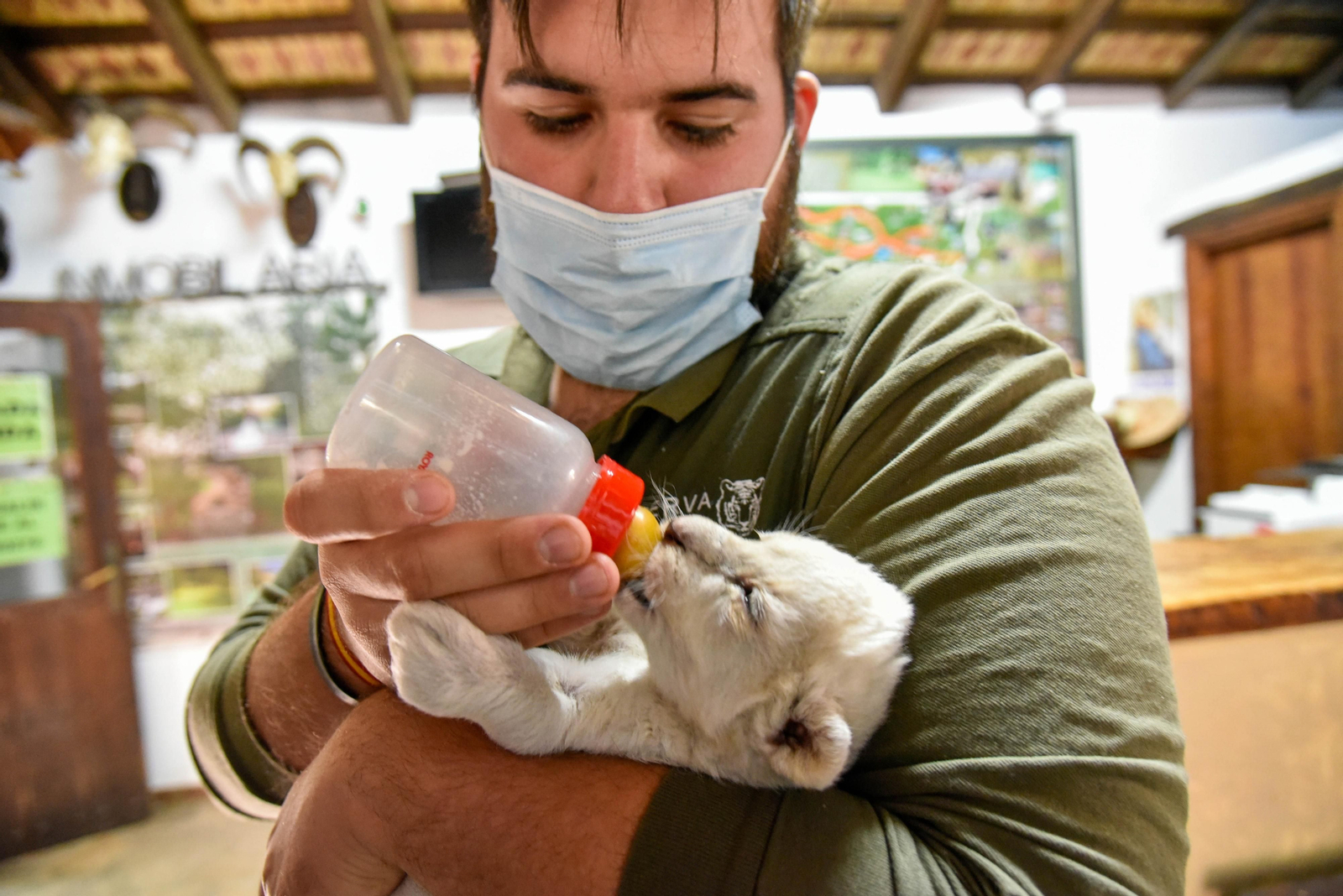 Las fotos de los chachorros de leones blancos de Jimena