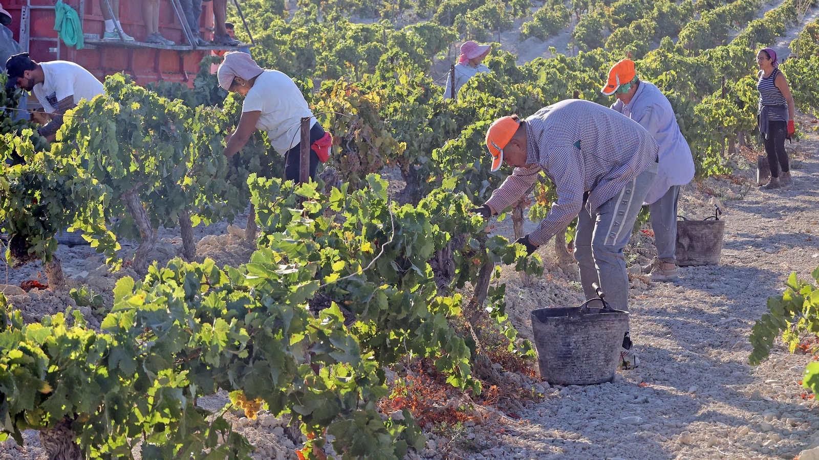 Vendimia a mano en la Viña El Caribe en Jerez