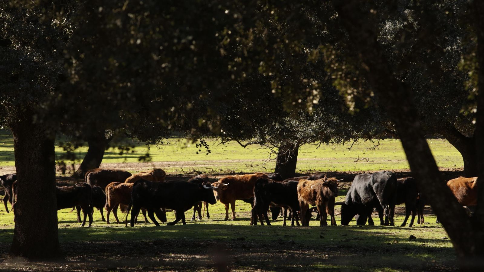 Ganado bravo pastando.