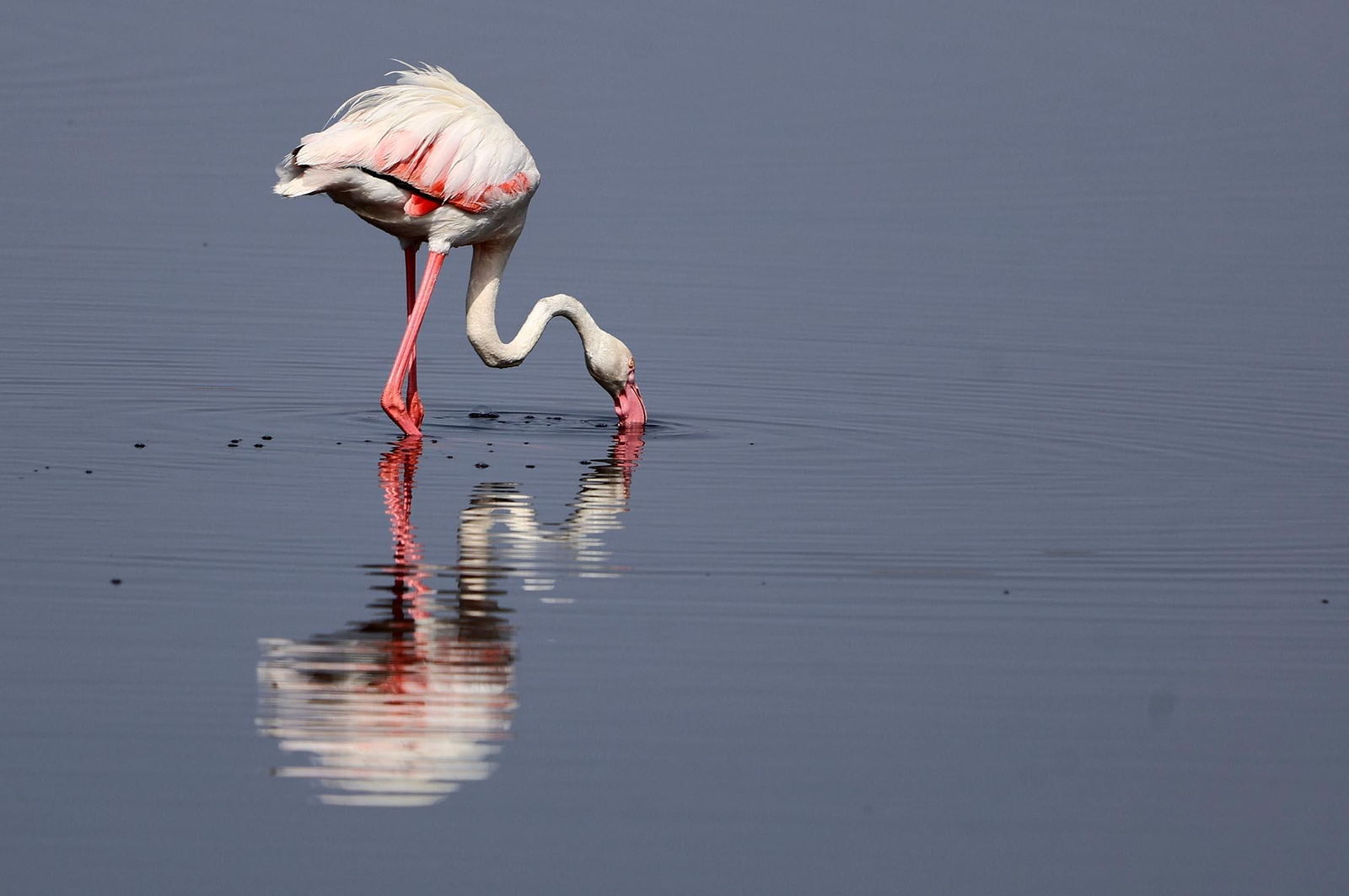 Imágenes de Marismas del Odiel, un Paraje Natural en la confluencia de las desembocaduras de los ríos Tinto y Odiel