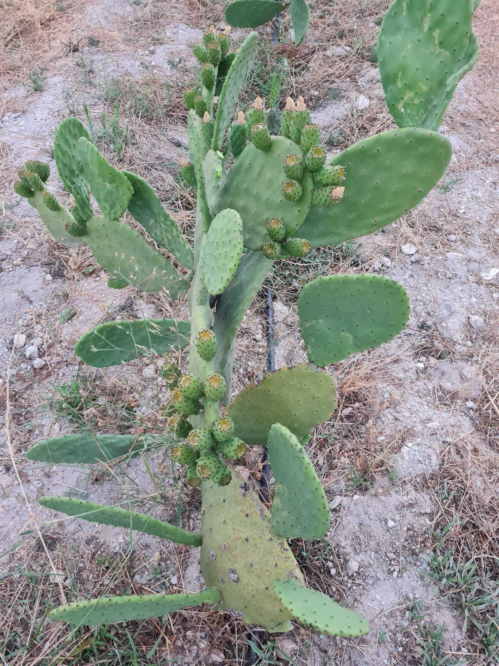 Las pencas de Almería vuelven a producir los chumbos más sabrosos