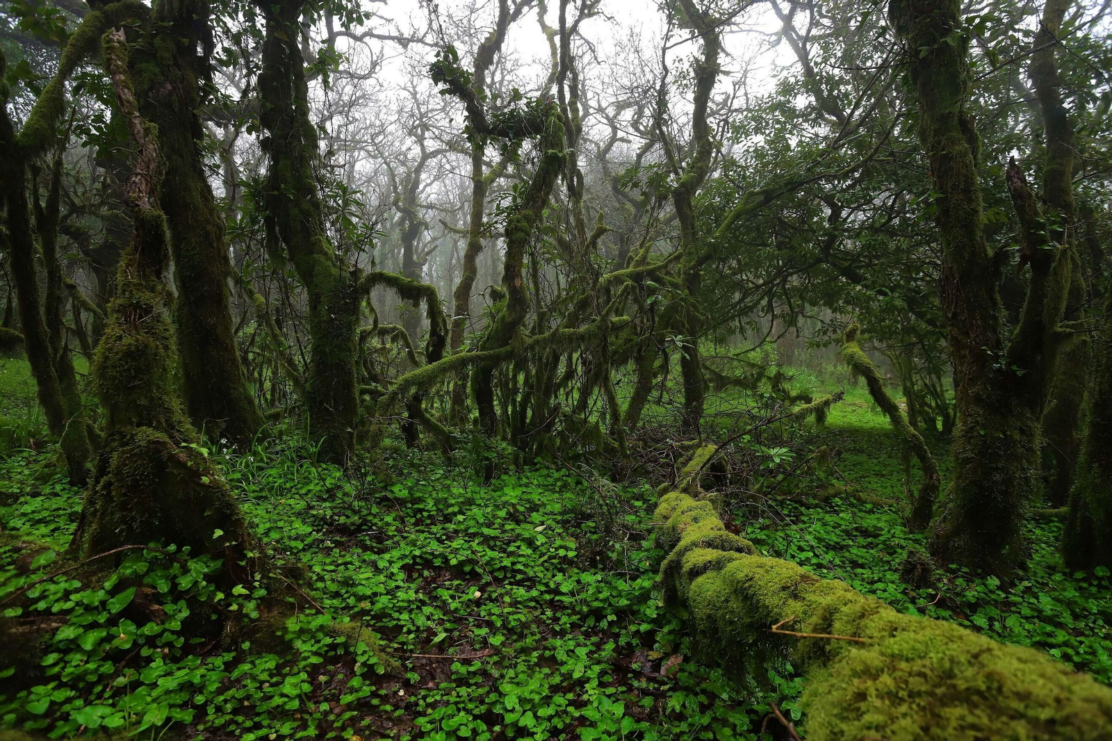 La hiedra se extiende a su alrededor