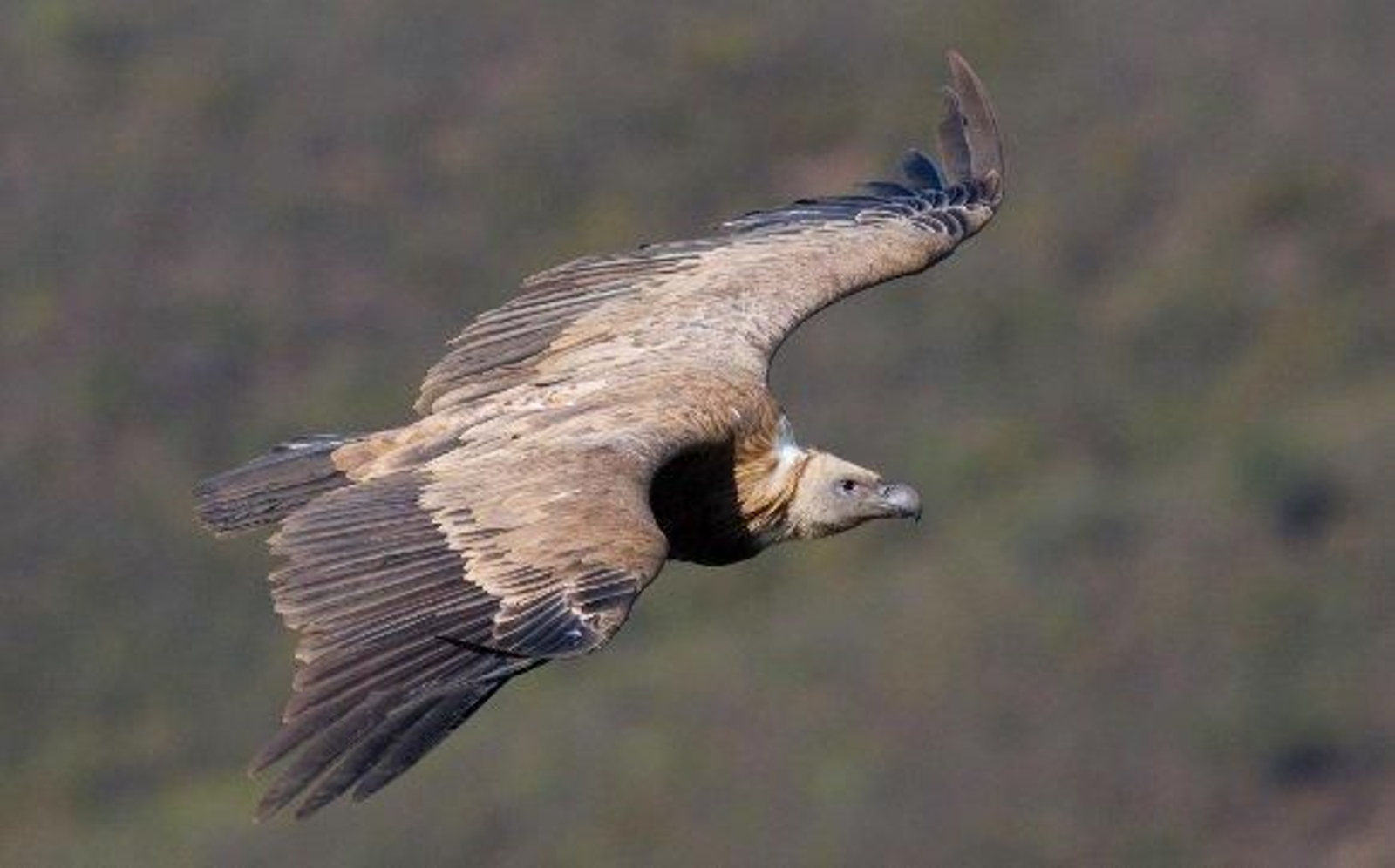 Cañaíllas, culiblancos, vejerucos y pajarracos