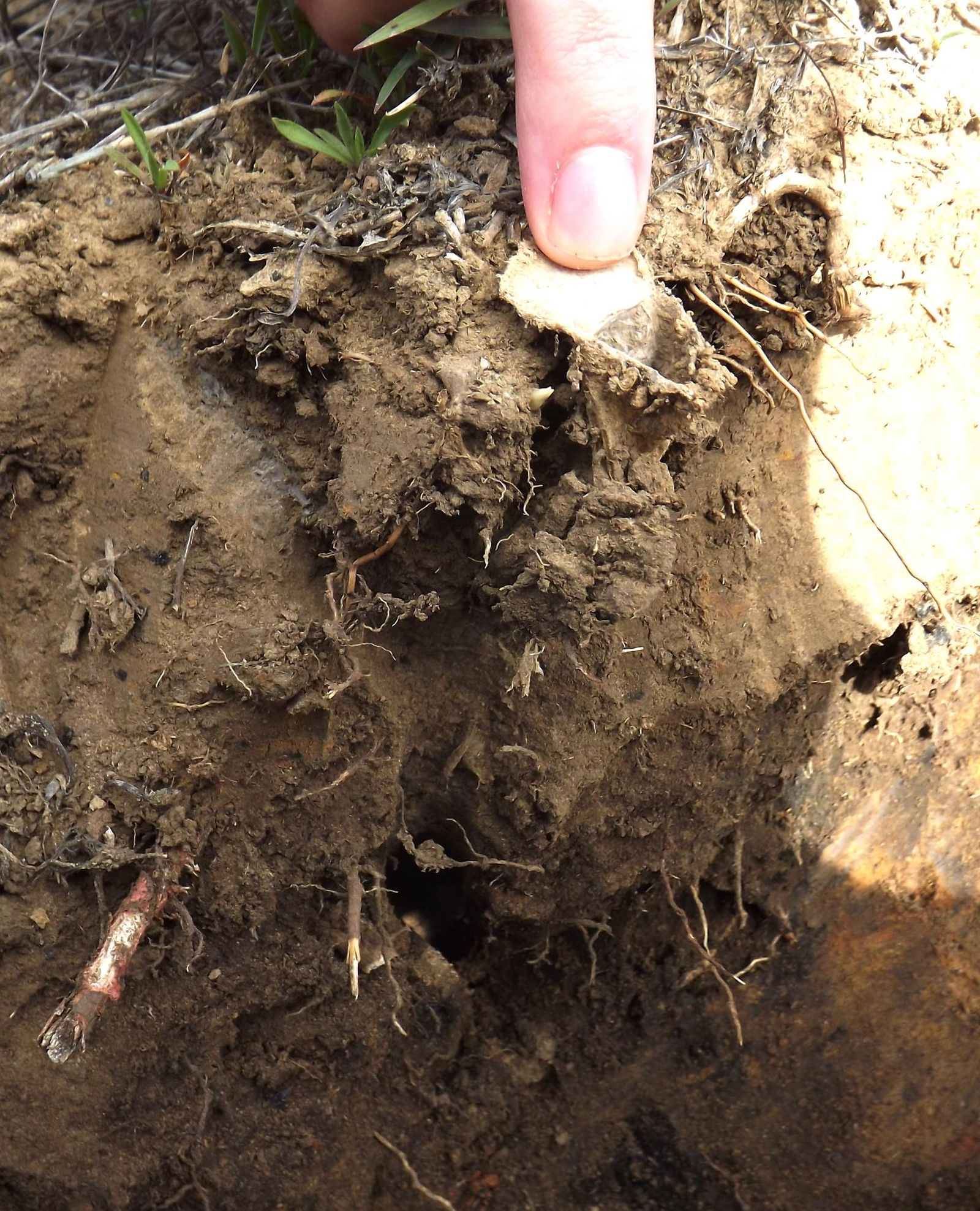 Una madriguera de 'Nemesia eira'.