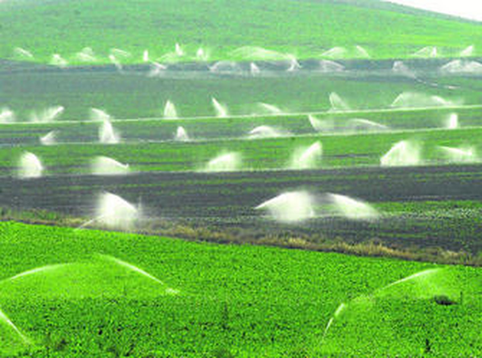 Cultivos de regadío andaluces con sus sistemas de irrigación en marcha.