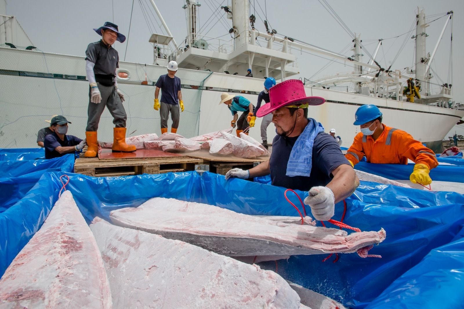 Petaca descarga cinco toneladas de atún de la almadraba de Barbate en la Zona Franca