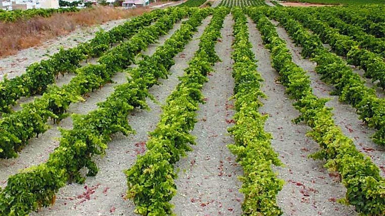 Viñedos de Trebujena