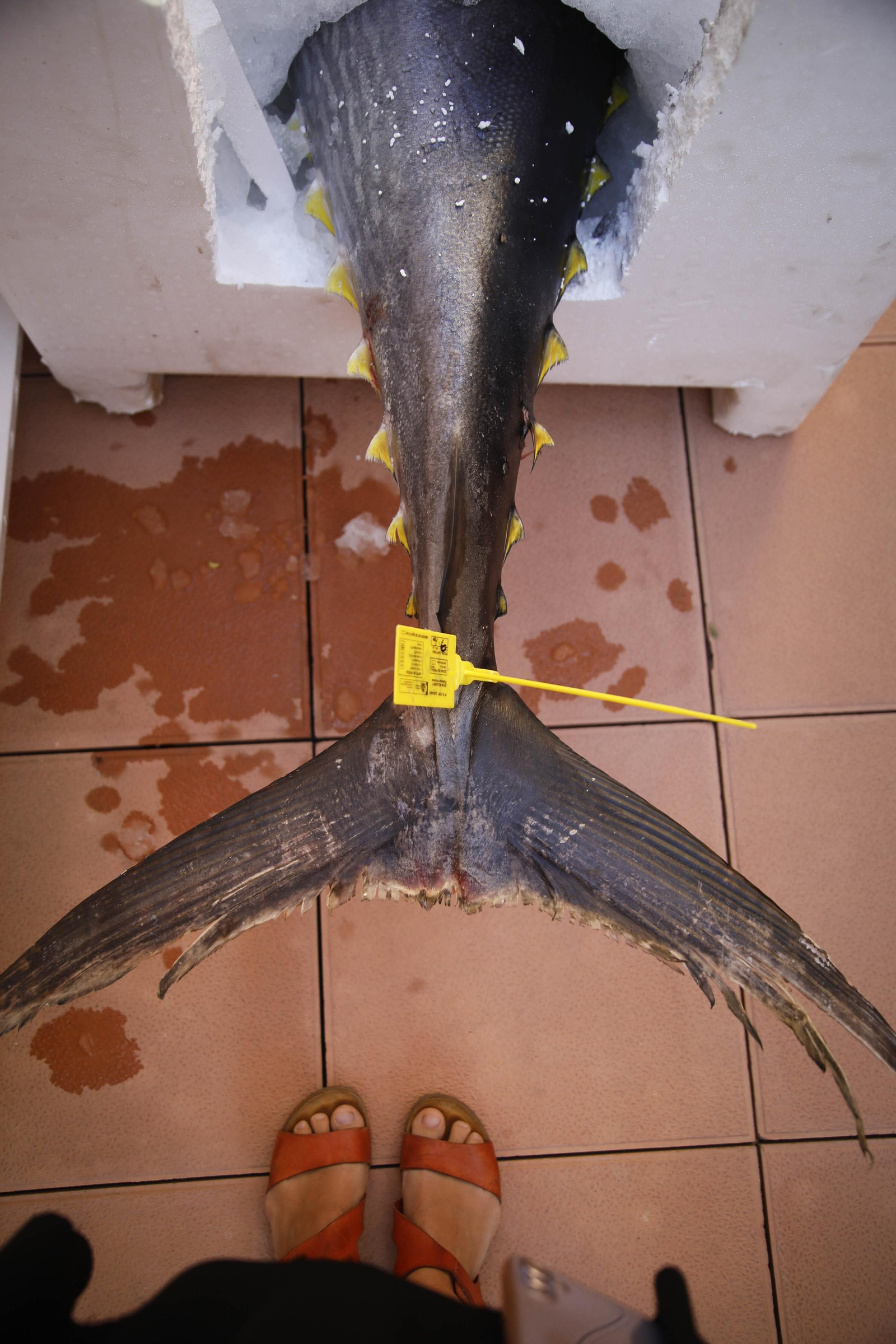 El ronqueo del atún en el Espacio Gatronómico Tony García, en imágenes