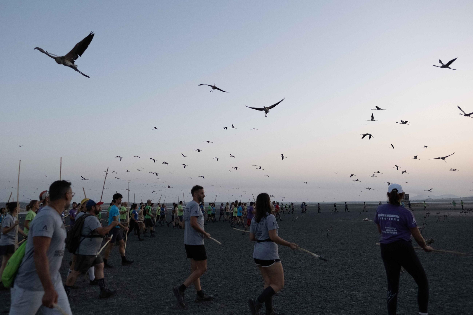Anillamiento de flamencos en la Laguna de Fuente de Piedra, en imágenes