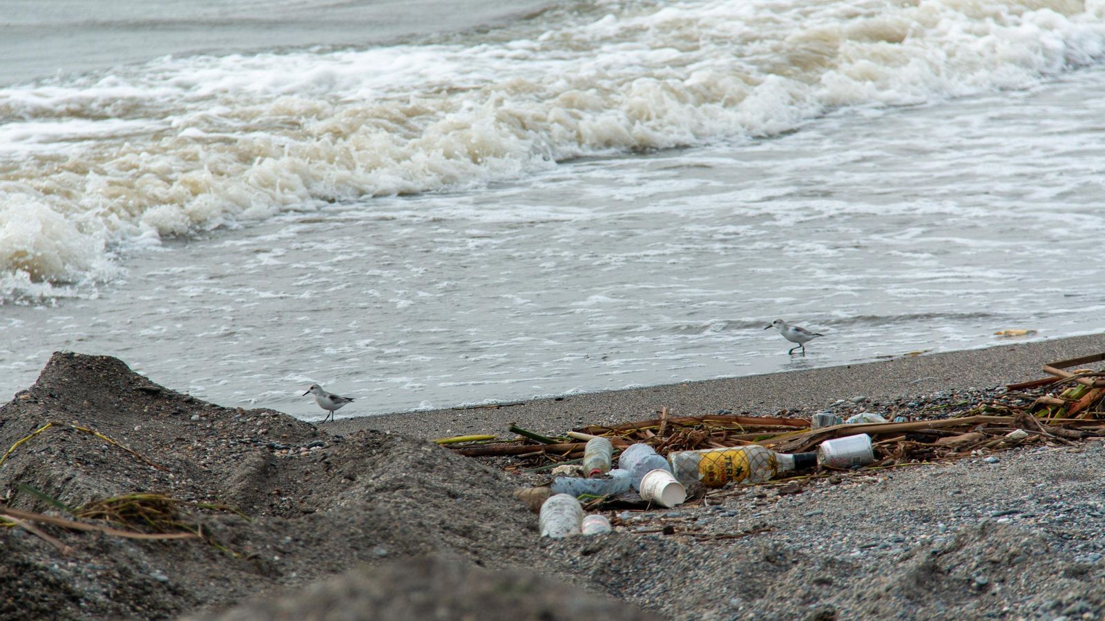 Dos pájaros en la orilla de la playa de Motril con basura tras el paso de la DANA