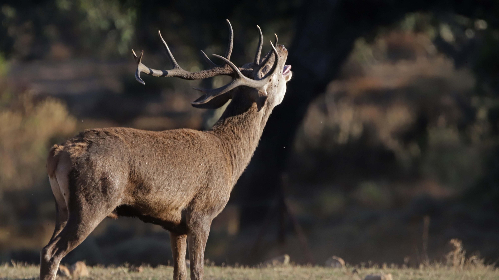 Fotos de la berrea en el Parque Natural de Los Alcornocales
