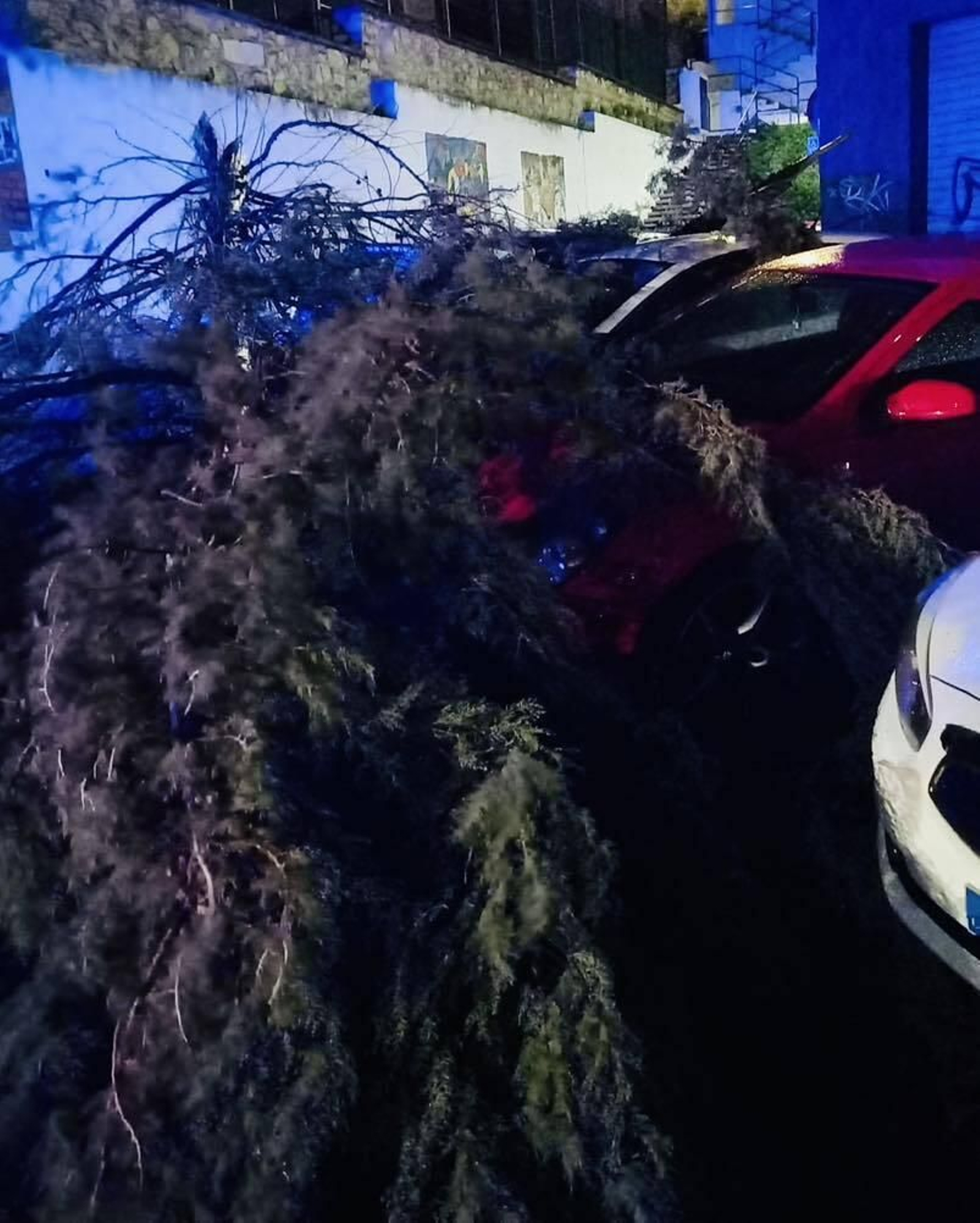Árbol caído por las fuertes rachas de viento.