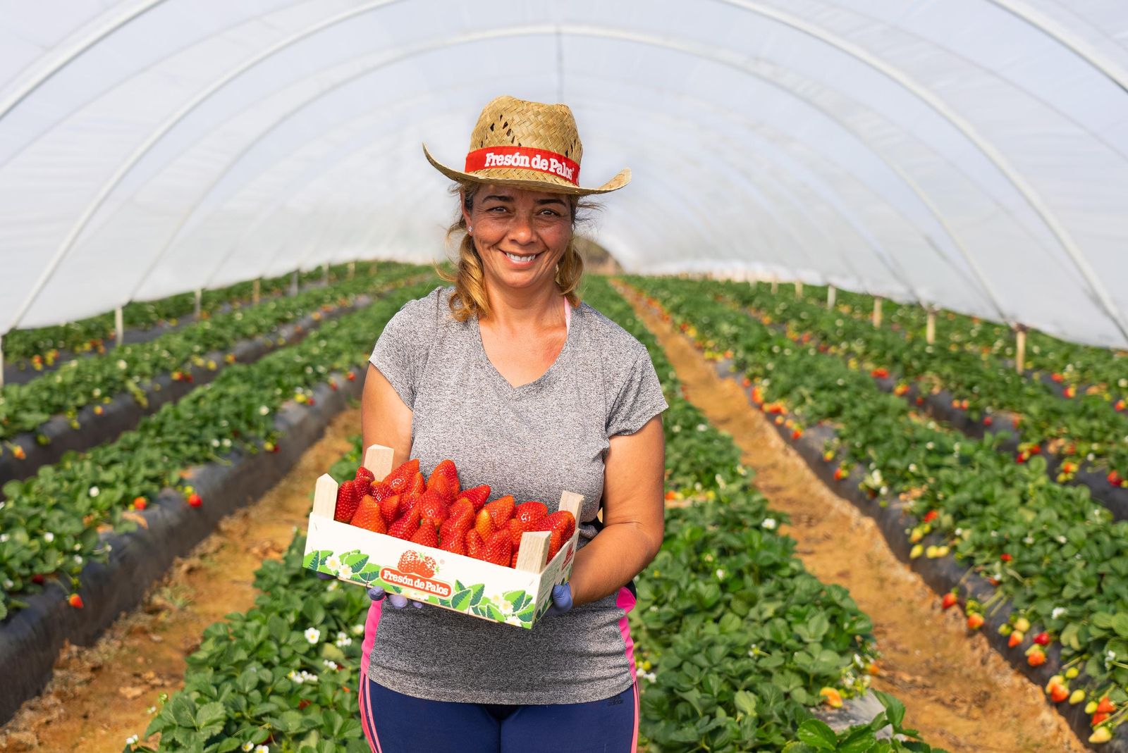 Recogida del excelente producto de Fresón de Palos.