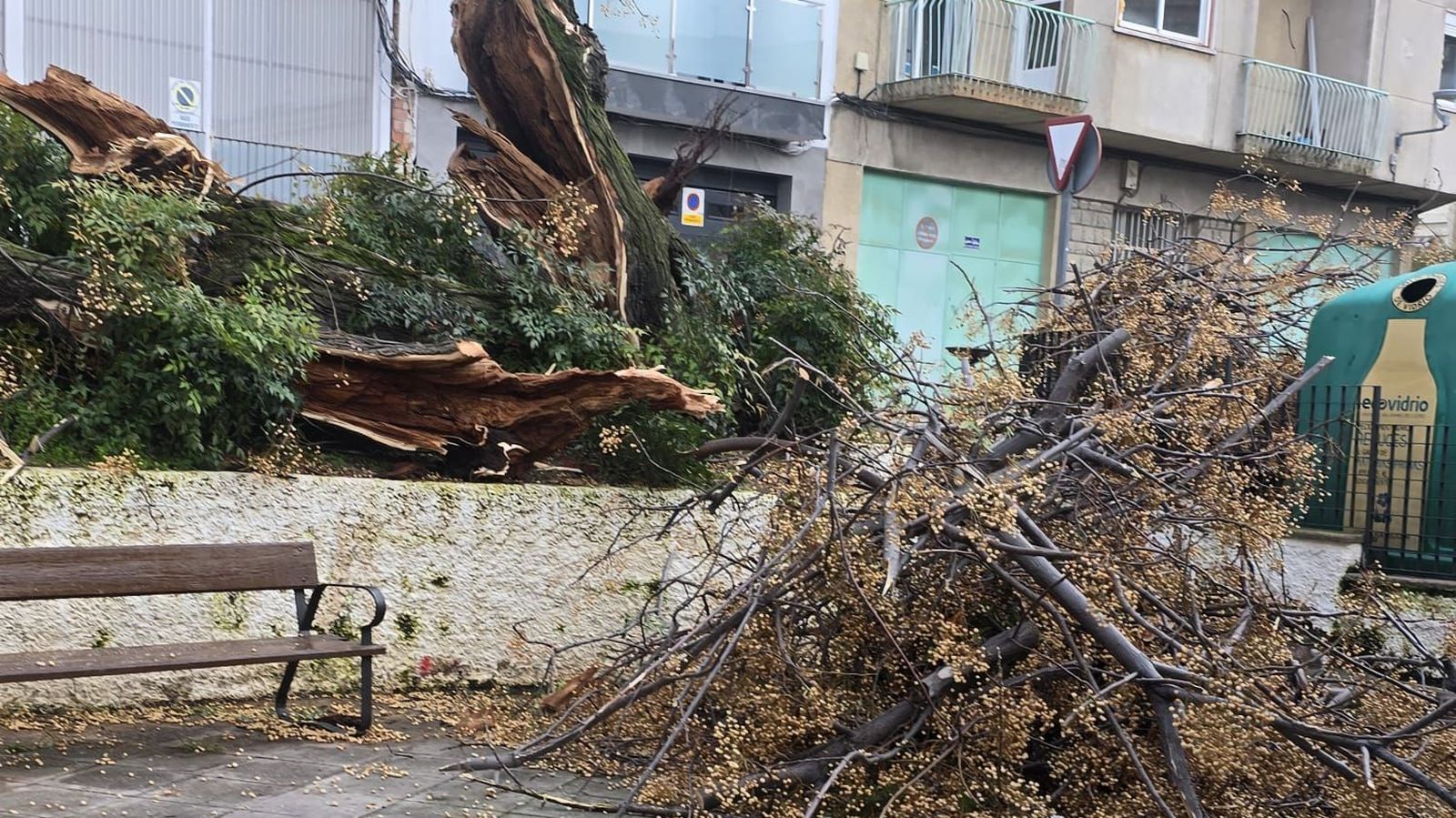 Árbol arrancado por el viento en Jaén.