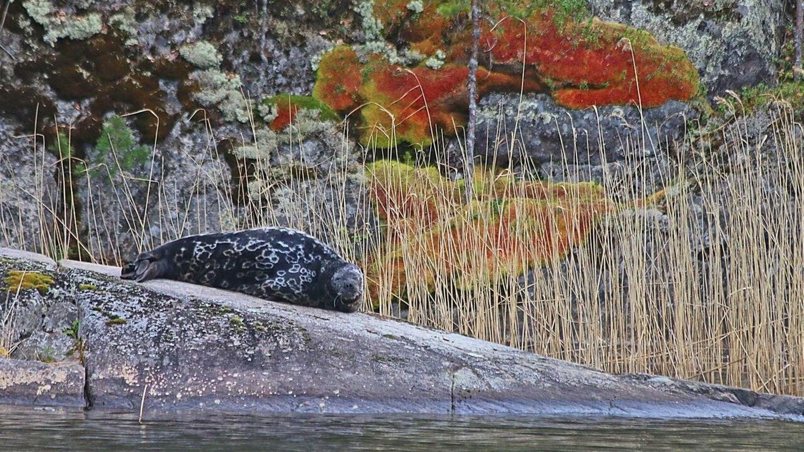 Una foca del parque natural del lago Saimaa