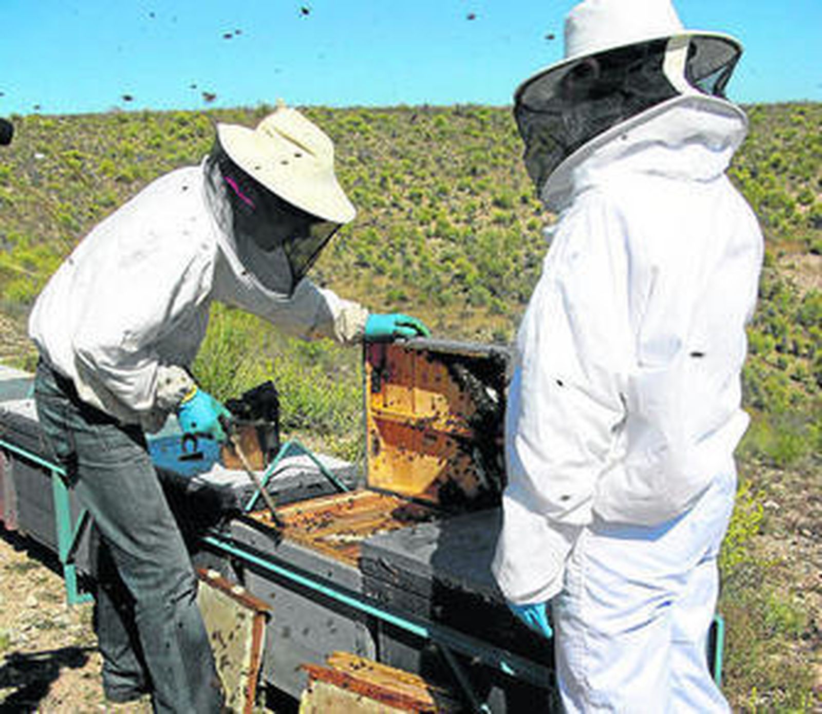 Dos profesionales, trabajando en una colmena.