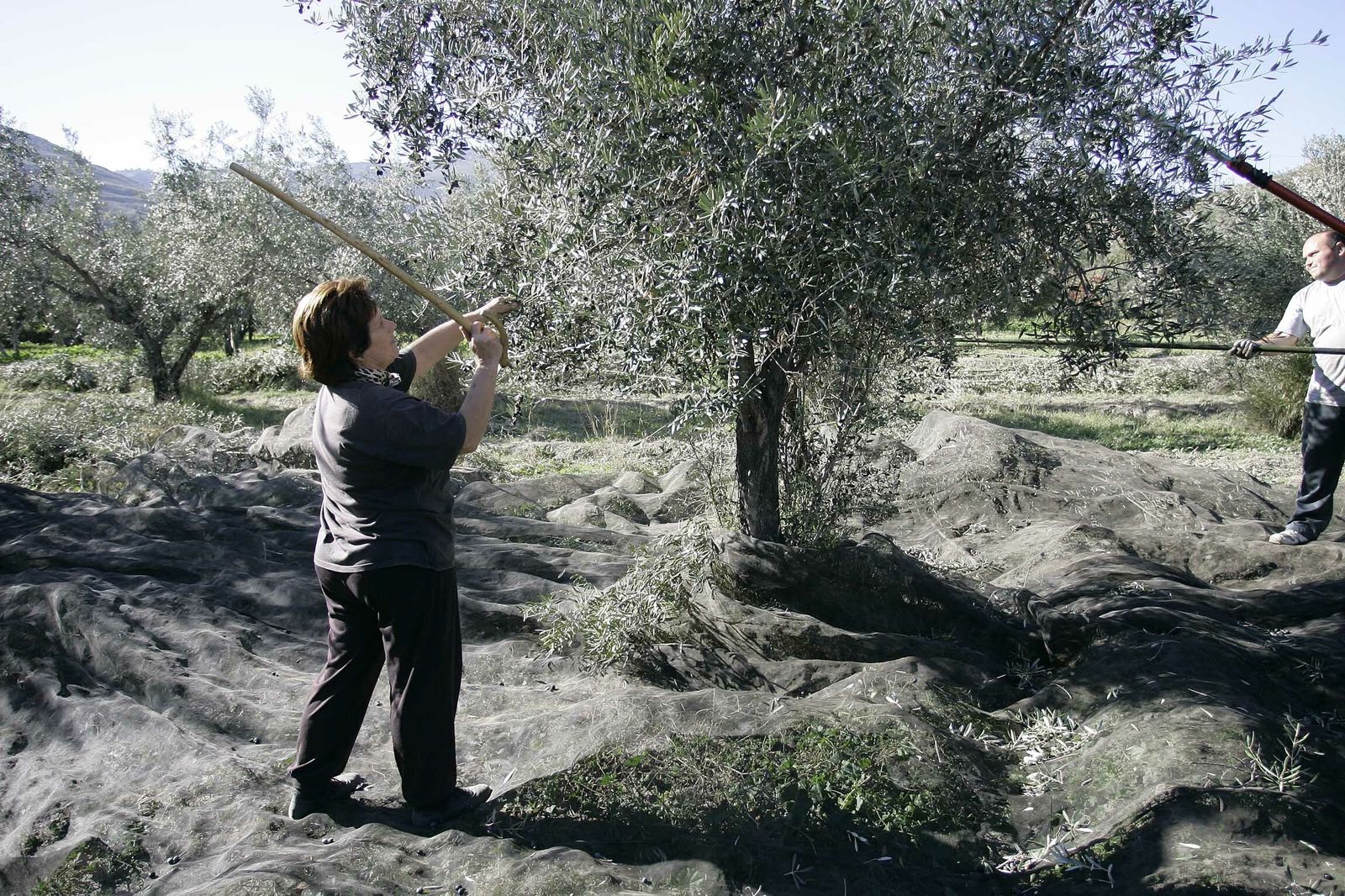 Campaña de recogida de la aceituna