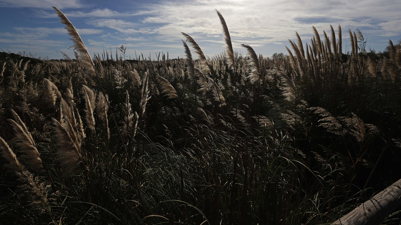 Fotos del estuario del río Guadiaro en San Roque
