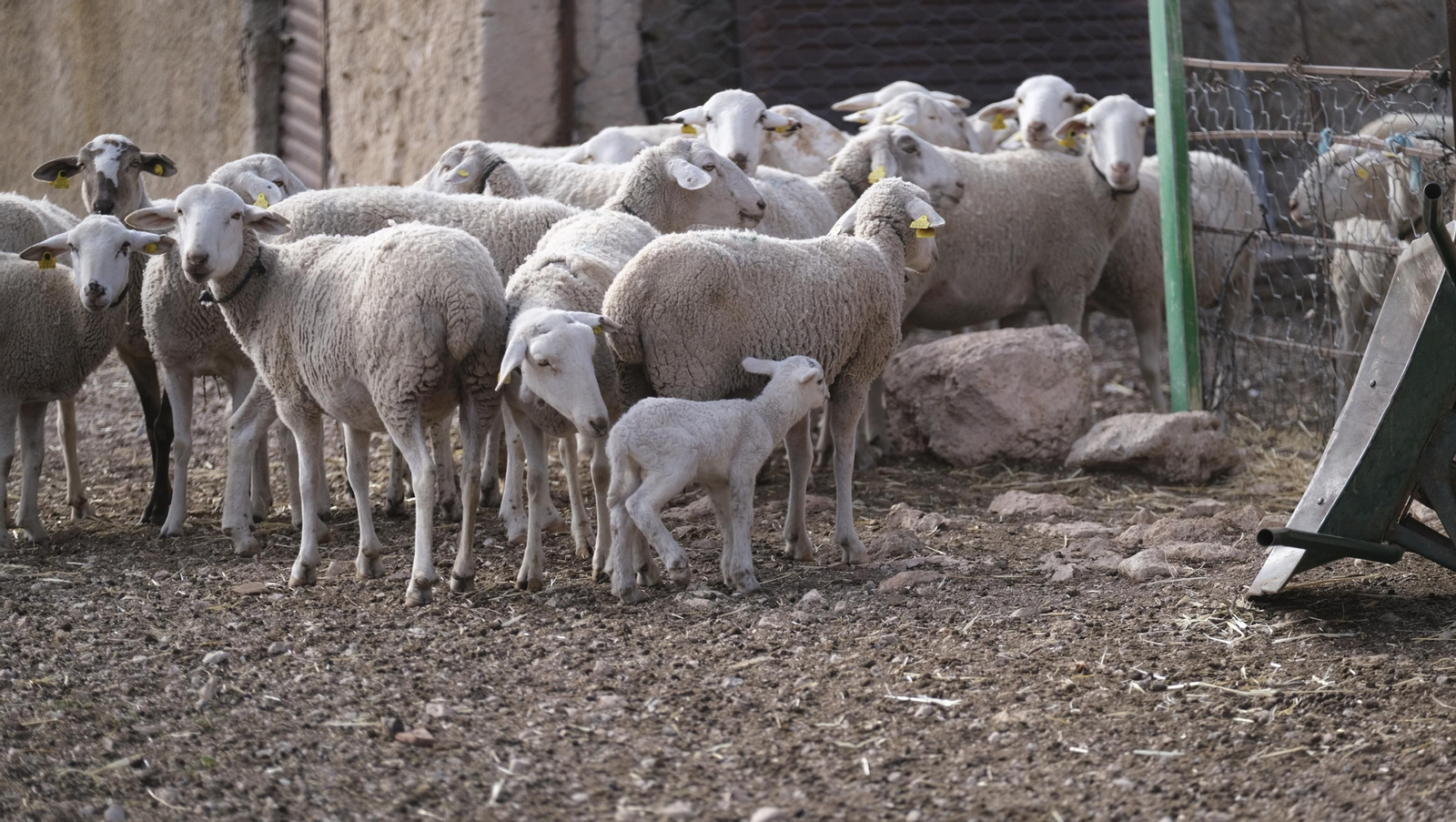 Fotogalería de la ganadería tradicional de Vélez Rubio, las imágenes más tiernas de los corderos recién nacidos