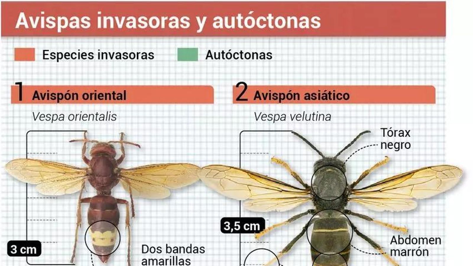 Diferencias entre las avispas invasoras y autóctonas.