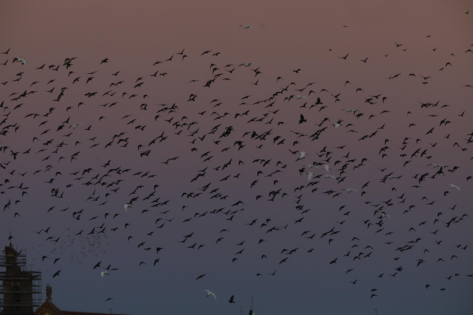 Las aves que habitan en Los Sotos de la Albolafia de Córdoba, en fotografías