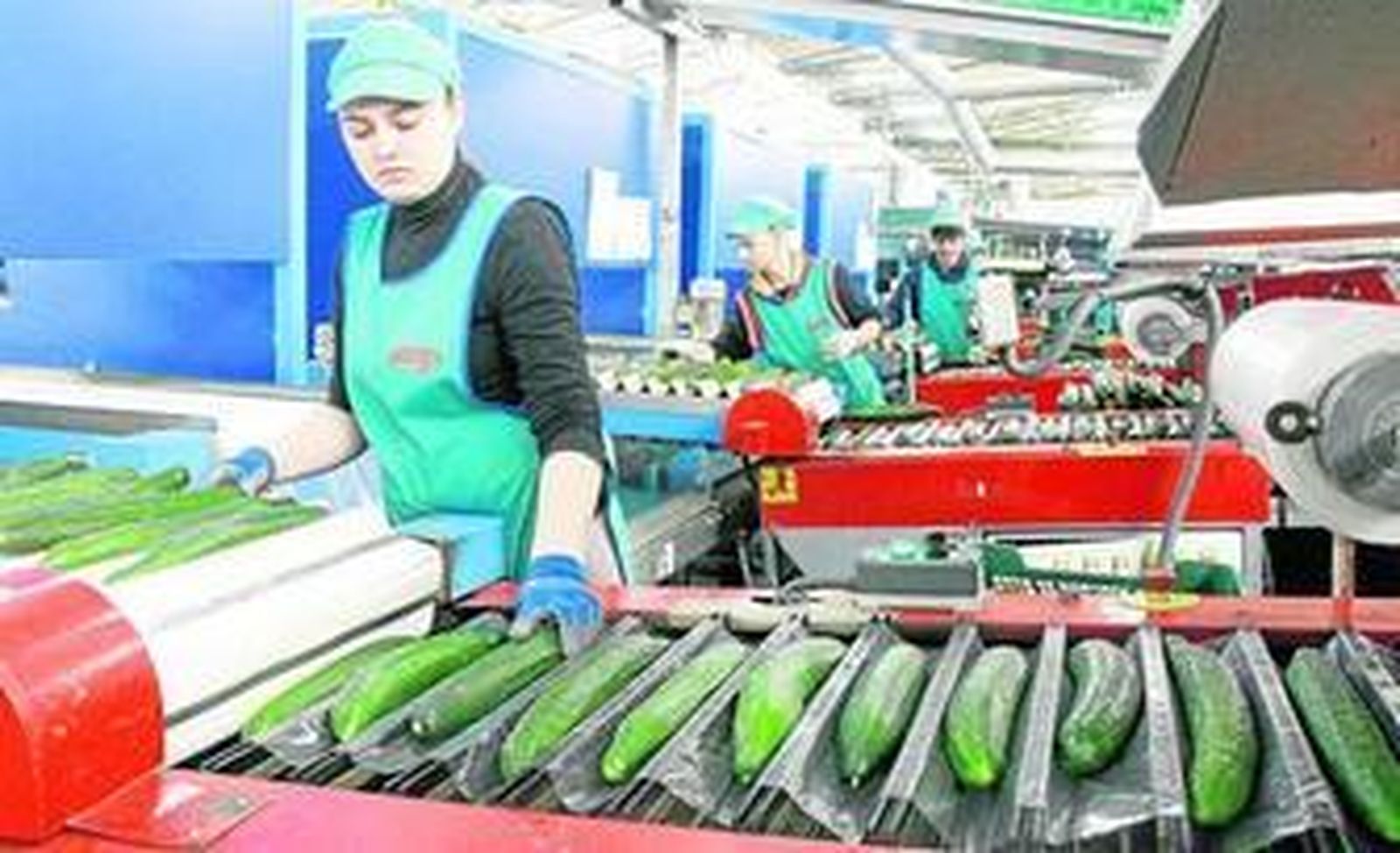 La Unión envasa su pepino en plástico para mejorar las condiciones y durabilidad de esta hortaliza.