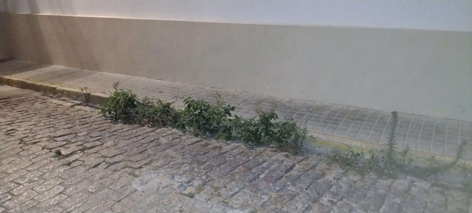 Matojos en las aceras de la calle Albareda, en pleno centro de El Puerto.