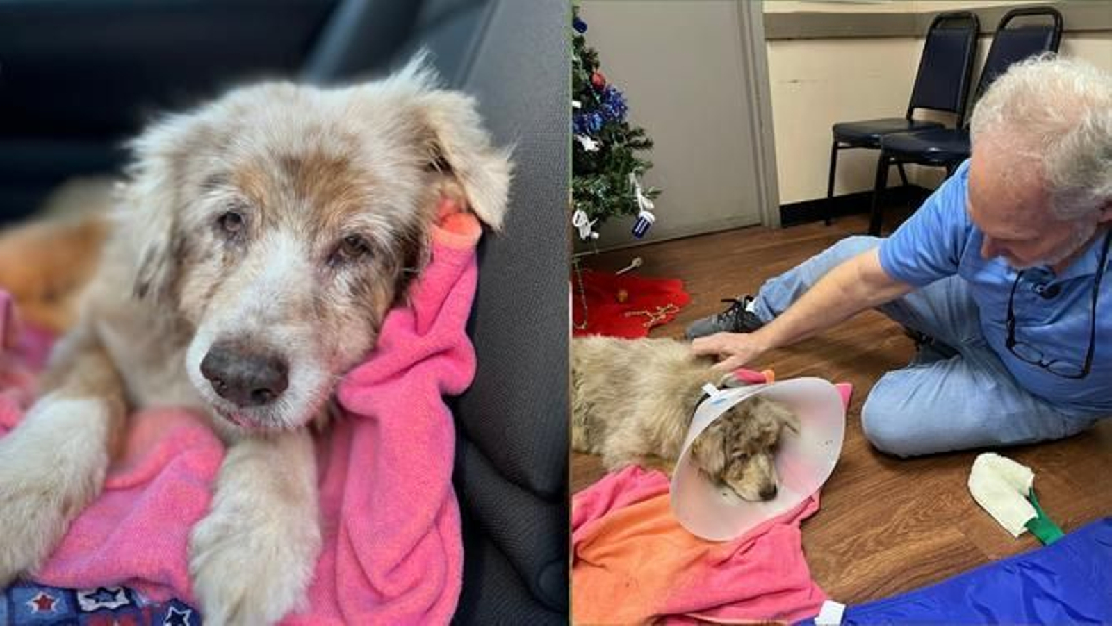 El emotivo reencuentro de una perra desaparecida durante 7 años y su familia