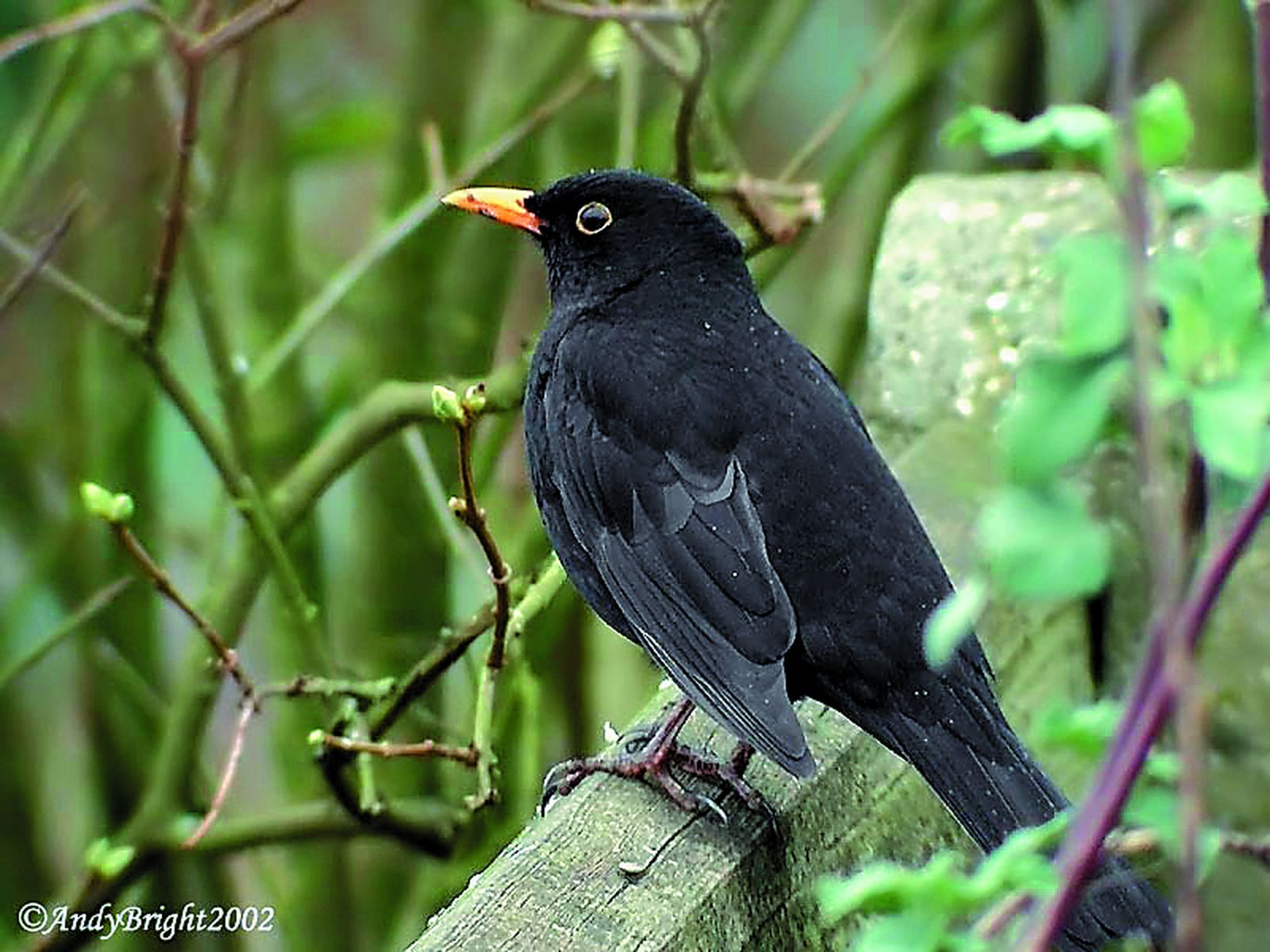 Un ejemplar de mirlo común, ave que canta de madrugada para ser oído por su pareja.