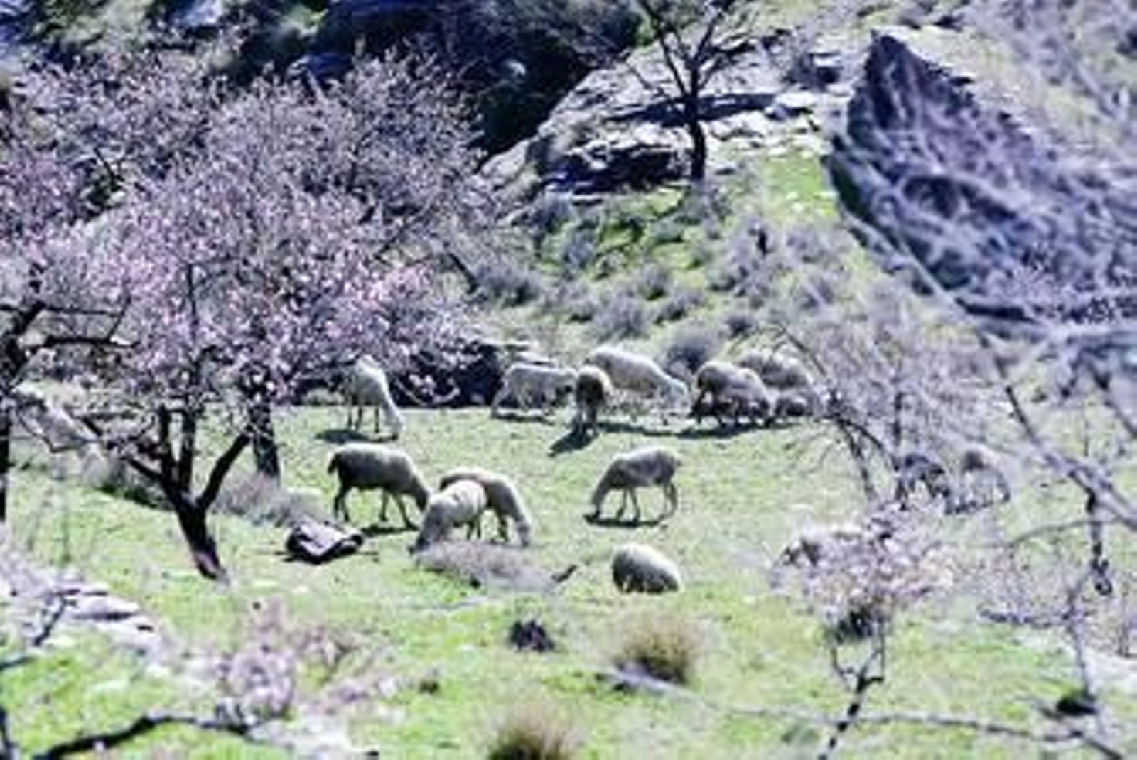 Cerca de 500 cabezas de ovejas pastan entre los olivos y los almendros.