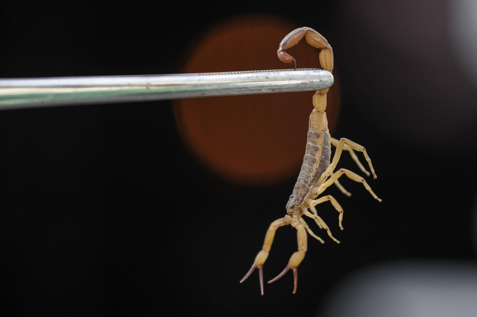 Un ejemplar de escorpión.