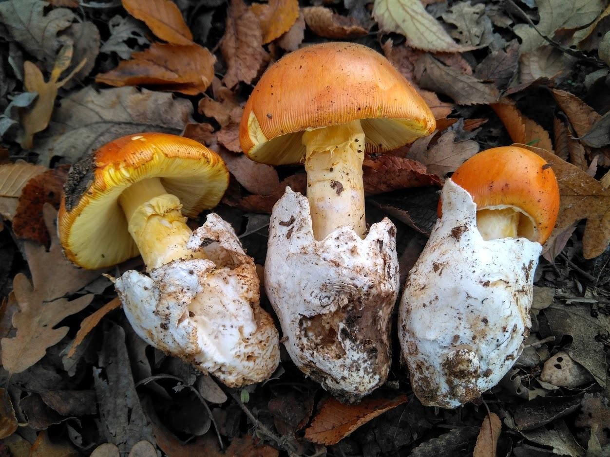 Temporada de setas: degustaciones, rutas por el campo y más en uno de los pueblos con mayor encanto de la Sierra de Sevilla